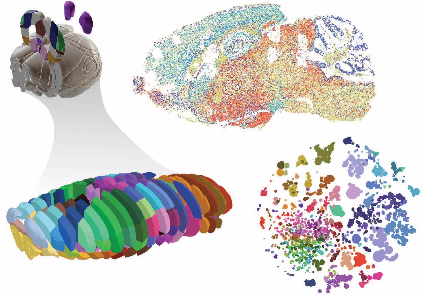 3D-Renderings-of-Brain-Analyses.jpg