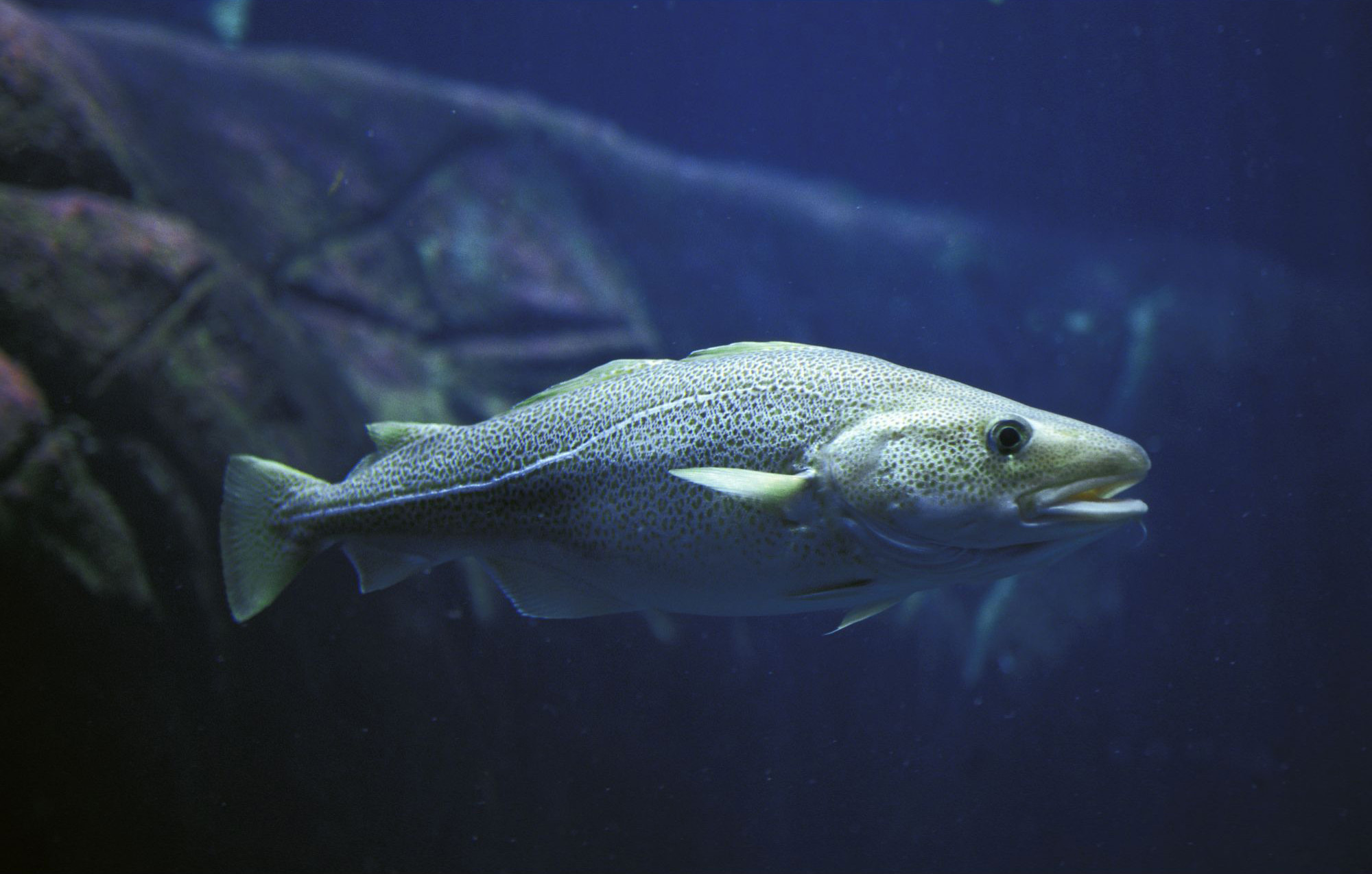 Atlantic-Cod-1.jpg
