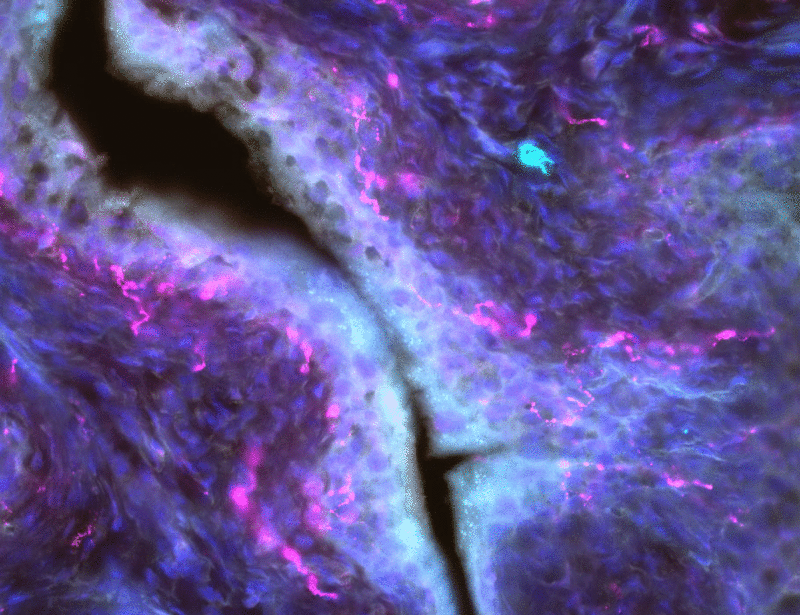 sciimmunol.webp