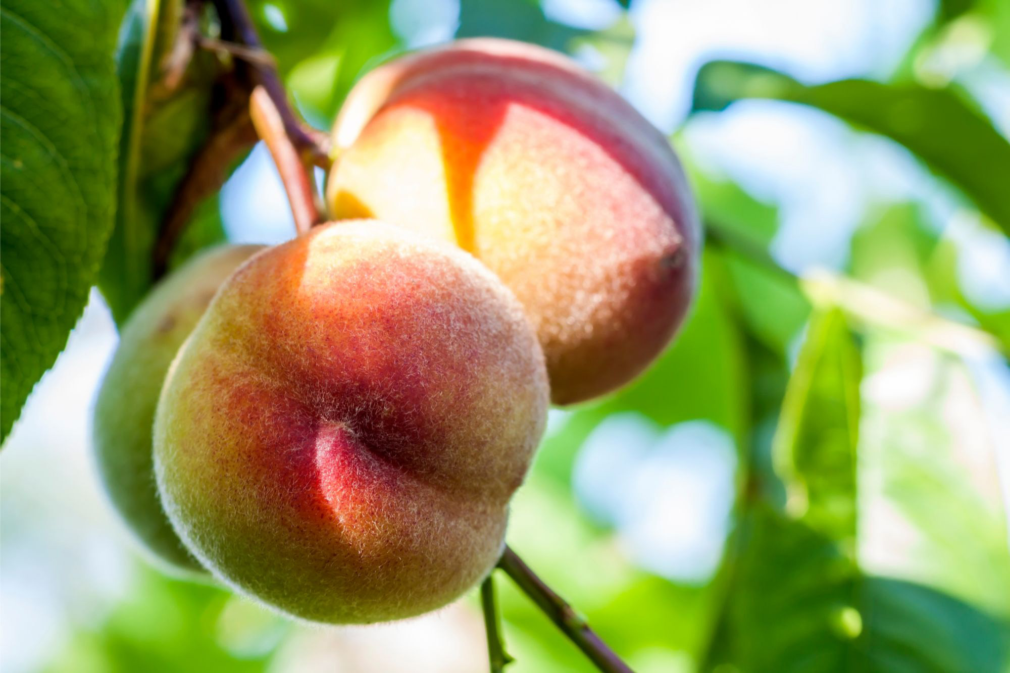 Peach-Tree.jpg