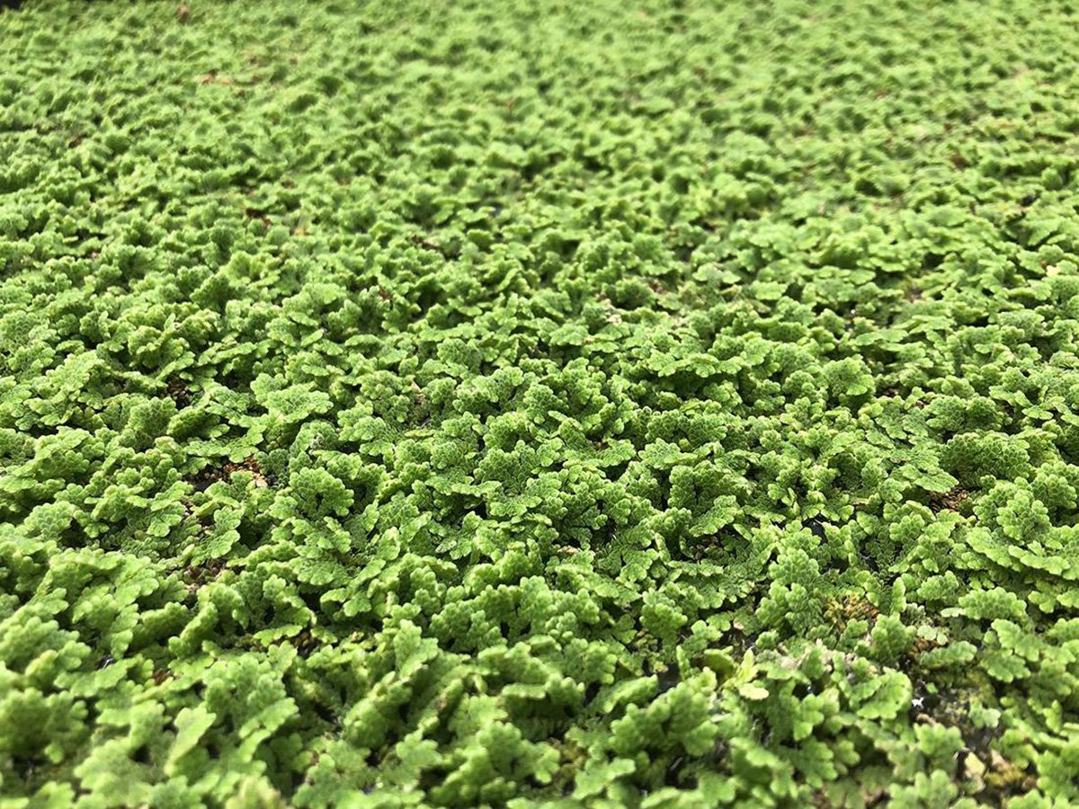 Carolina-azolla_jpg_92(1).jpg