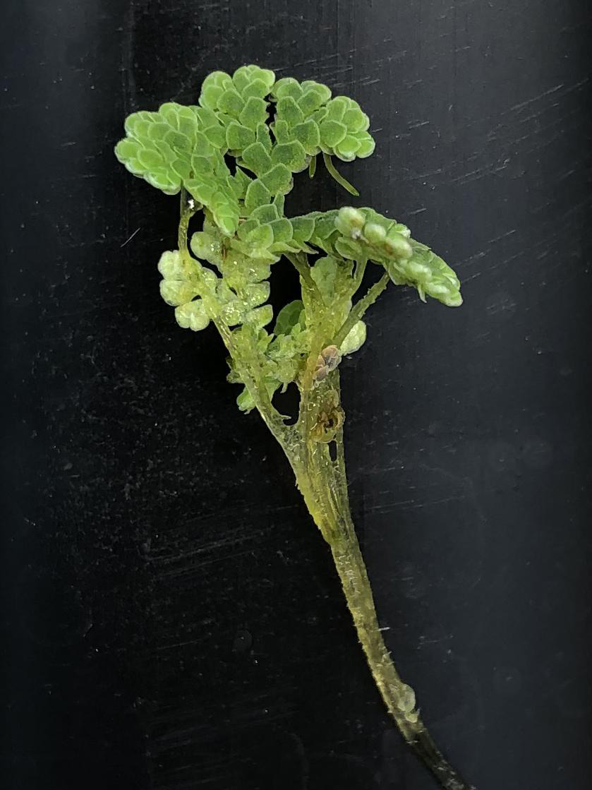 Close-Up-of-Carolina-Azolla_jpg_92.jpg