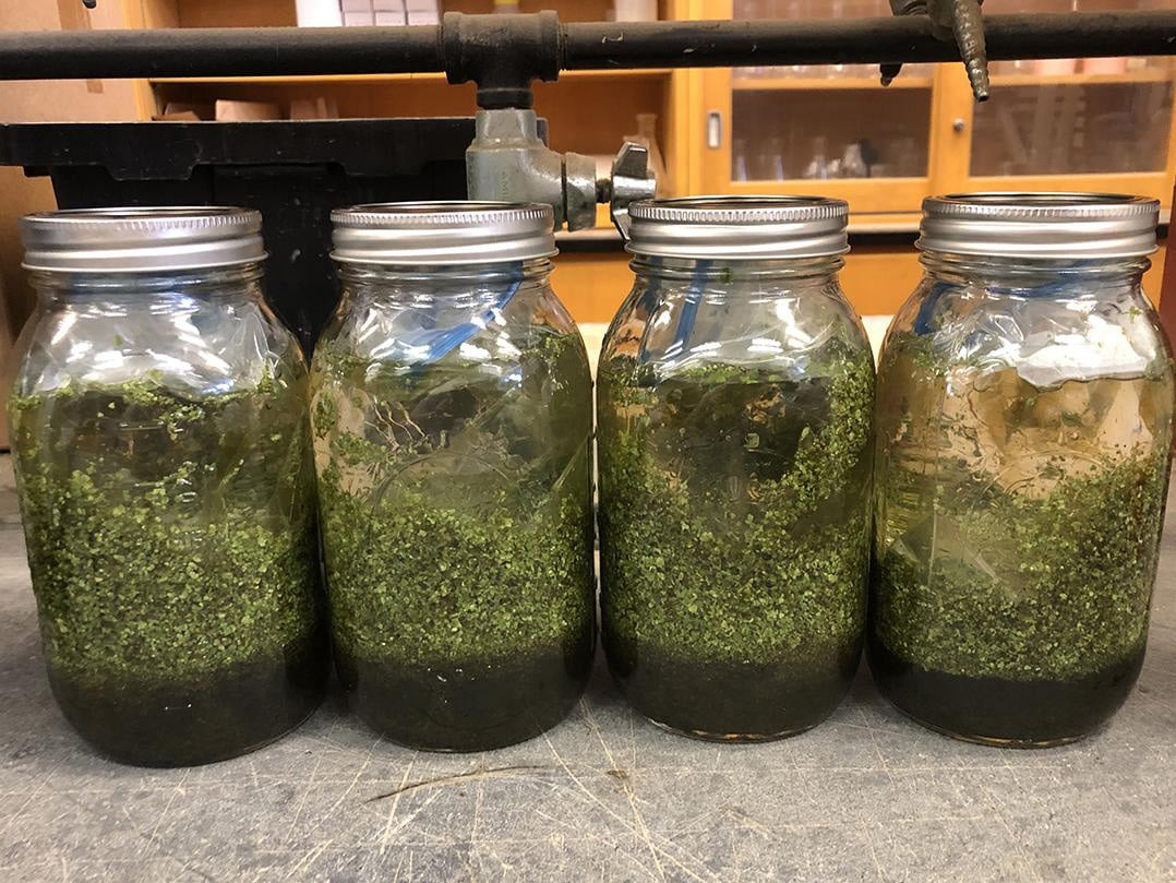Jars-With-Carolina-azolla_jpg_92.jpg