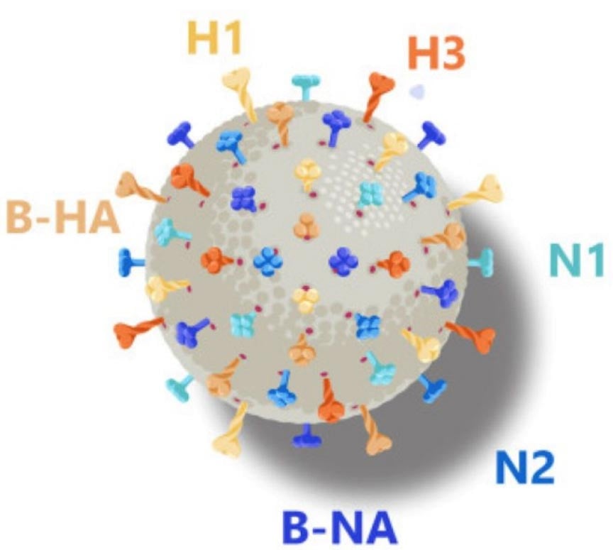 Hexaplex-Vaccine-Illustration.jpg