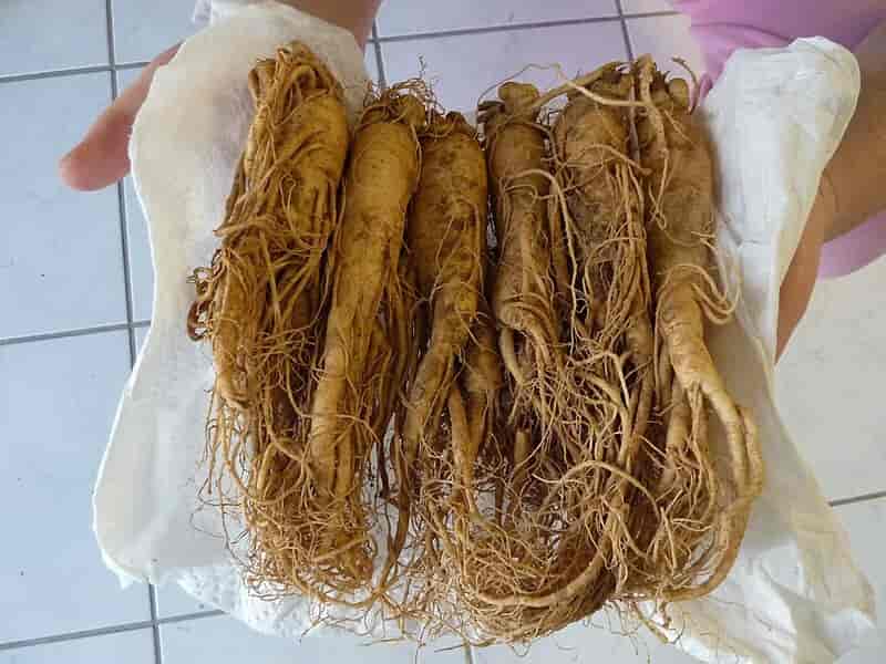 standard_compressed_Korean_ginseng.jpg