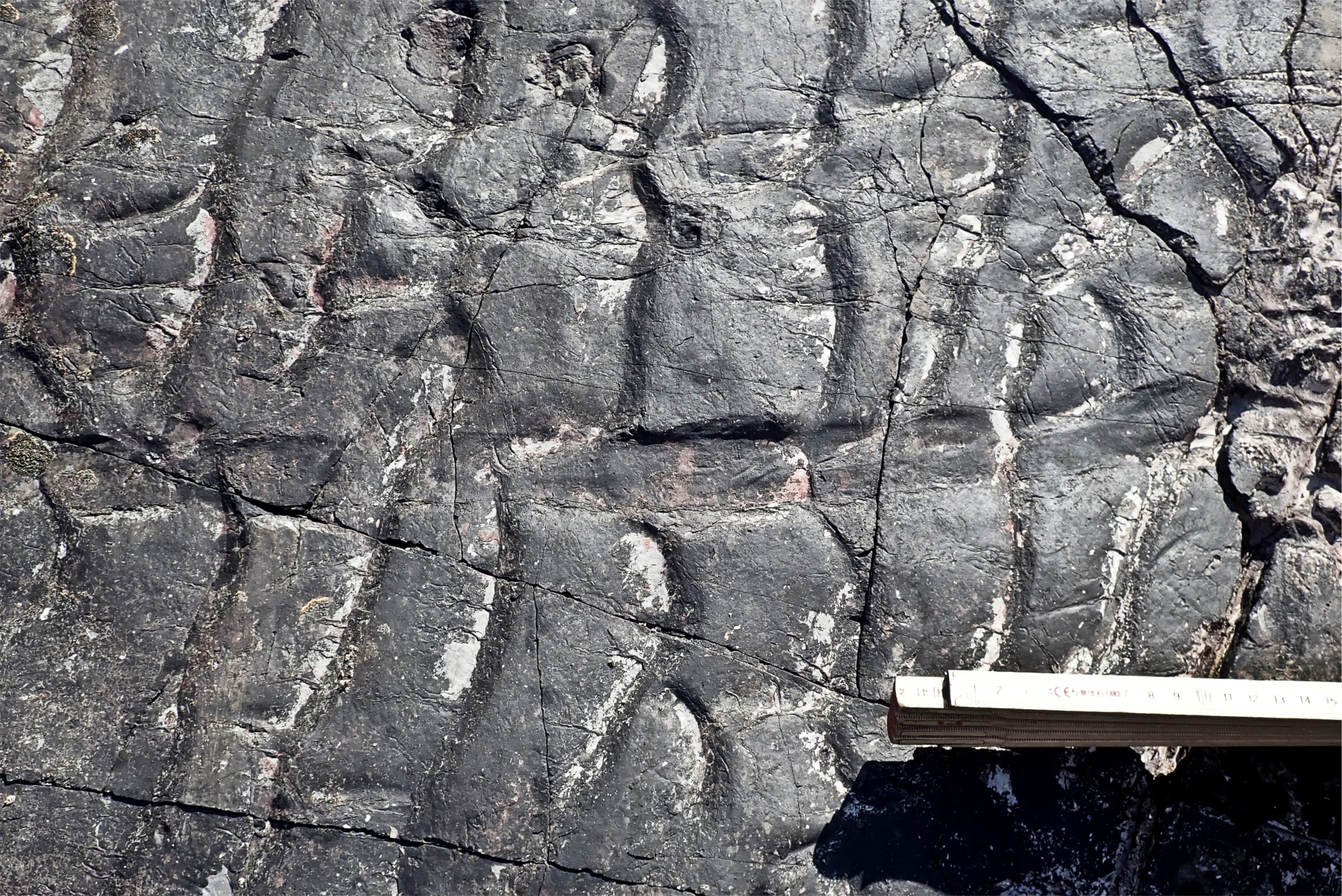 Fossils-of-Fallen-Calamophyton-Logs-scaled.jpg