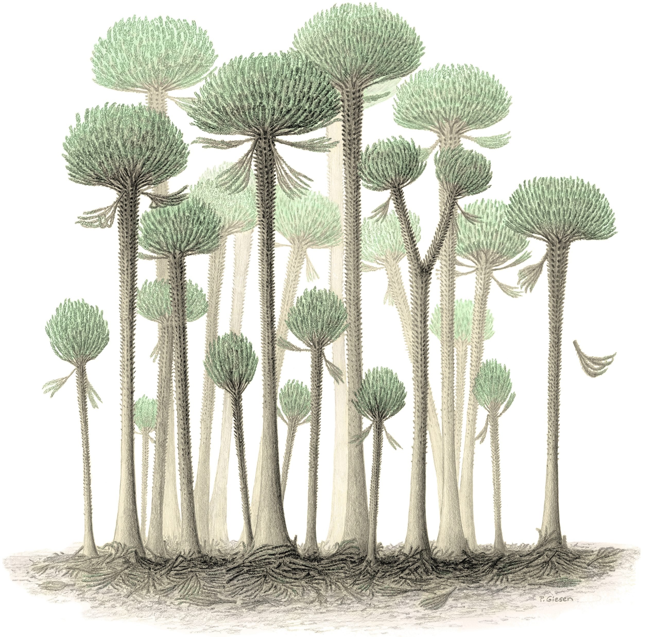 A-Forest-of-Calamophyton-Trees-scaled.jpg