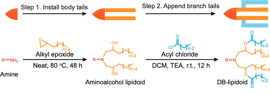 Degradable-Branched-Lipidoids.jpg
