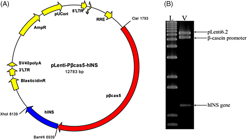 biot202300307-fig-0001-m.jpg
