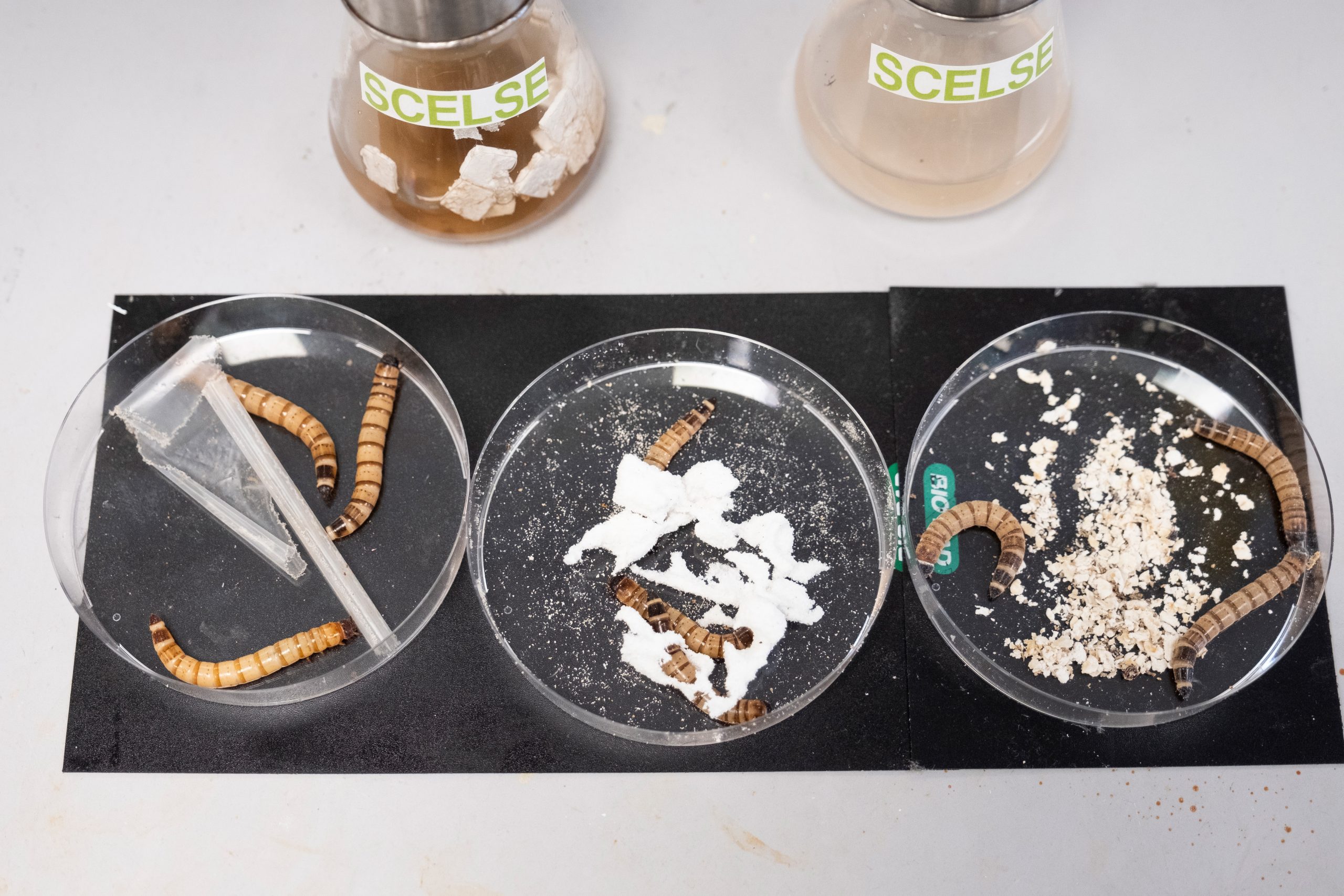 Scientists-Develop-Artificial-‘Worm-Gut-To-Break-Down-Plastics-scaled.jpg