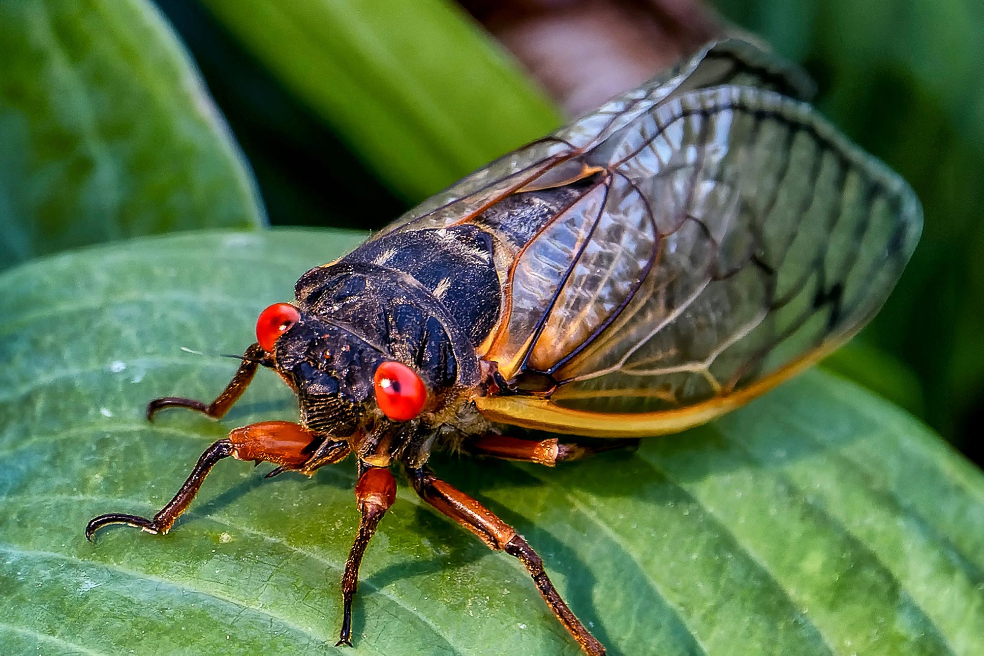 Cicada-on-Leaf.jpg