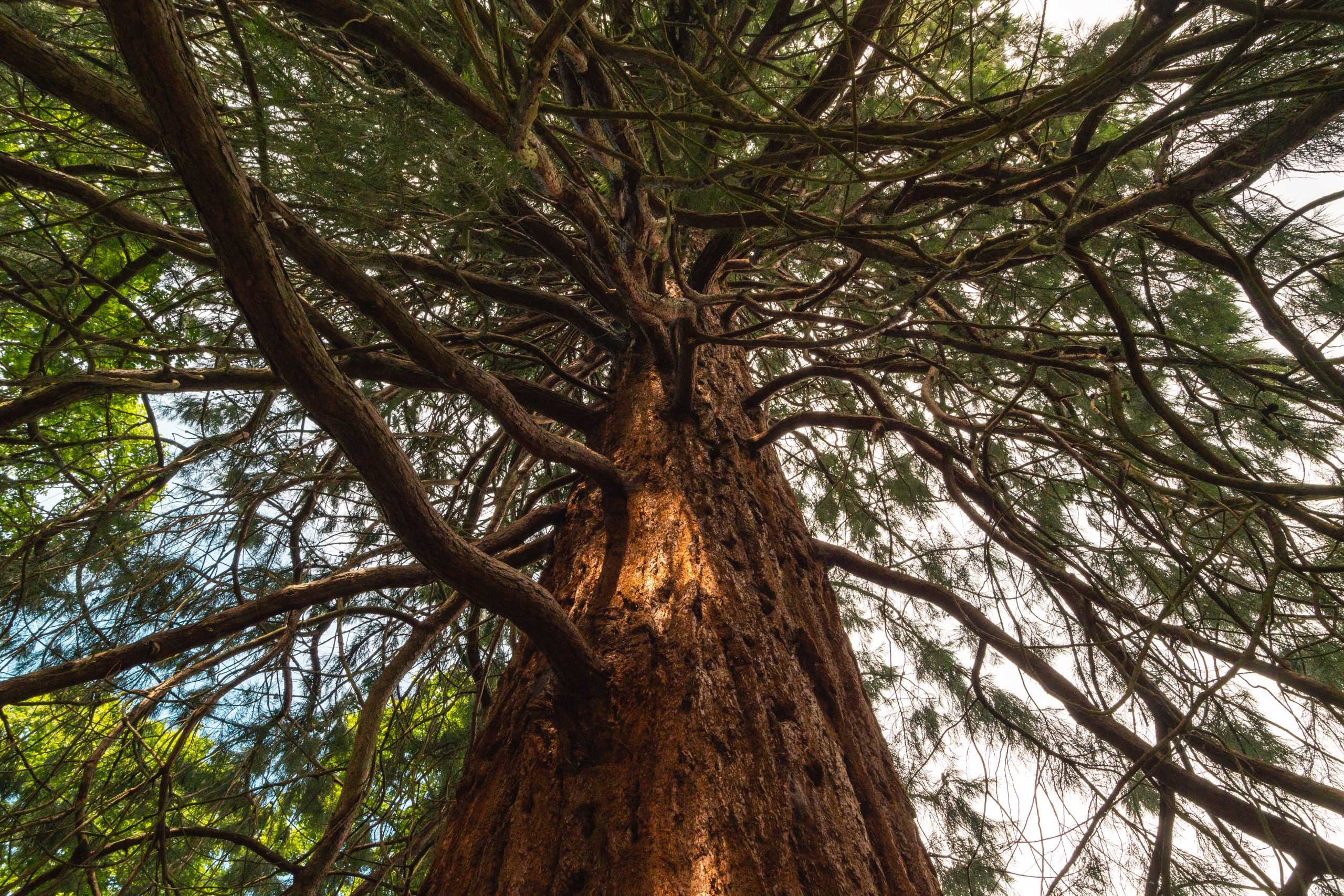 Redwood-Trees-at-Wakehurst-Horsebridge-Woods-scaled.jpg