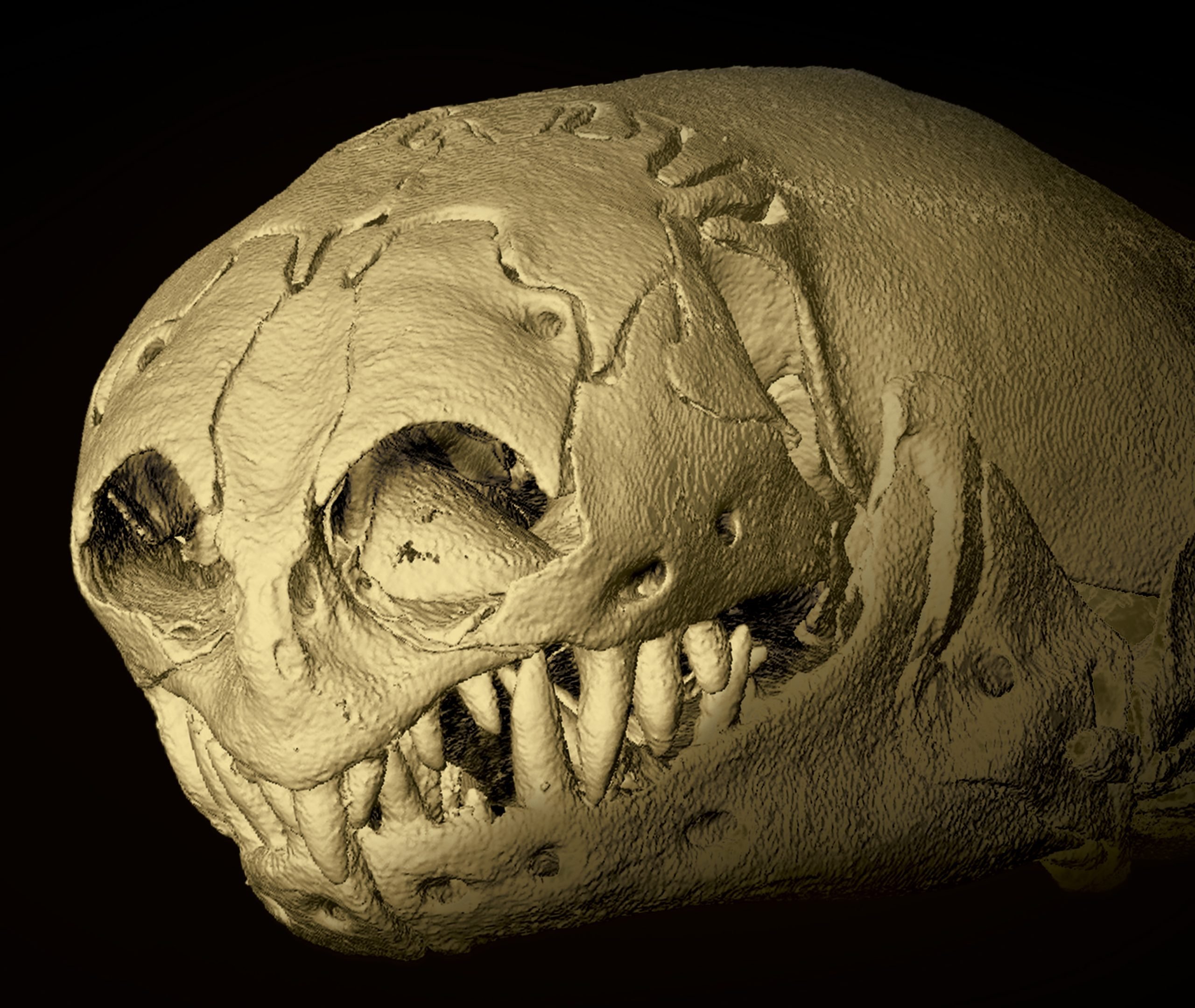 Skull-of-a-Zygaspis-quadrifron-scaled.jpg