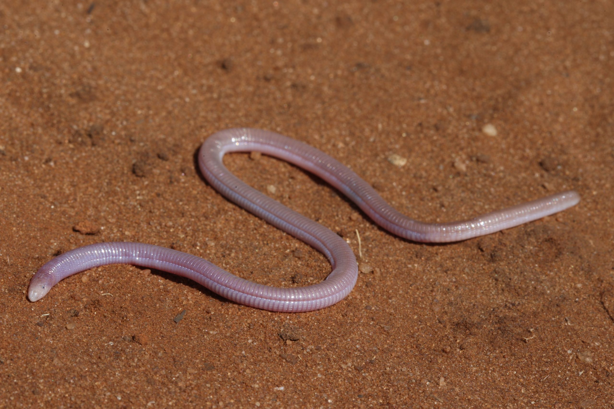 Zygaspis-quadrifron-scaled.jpg