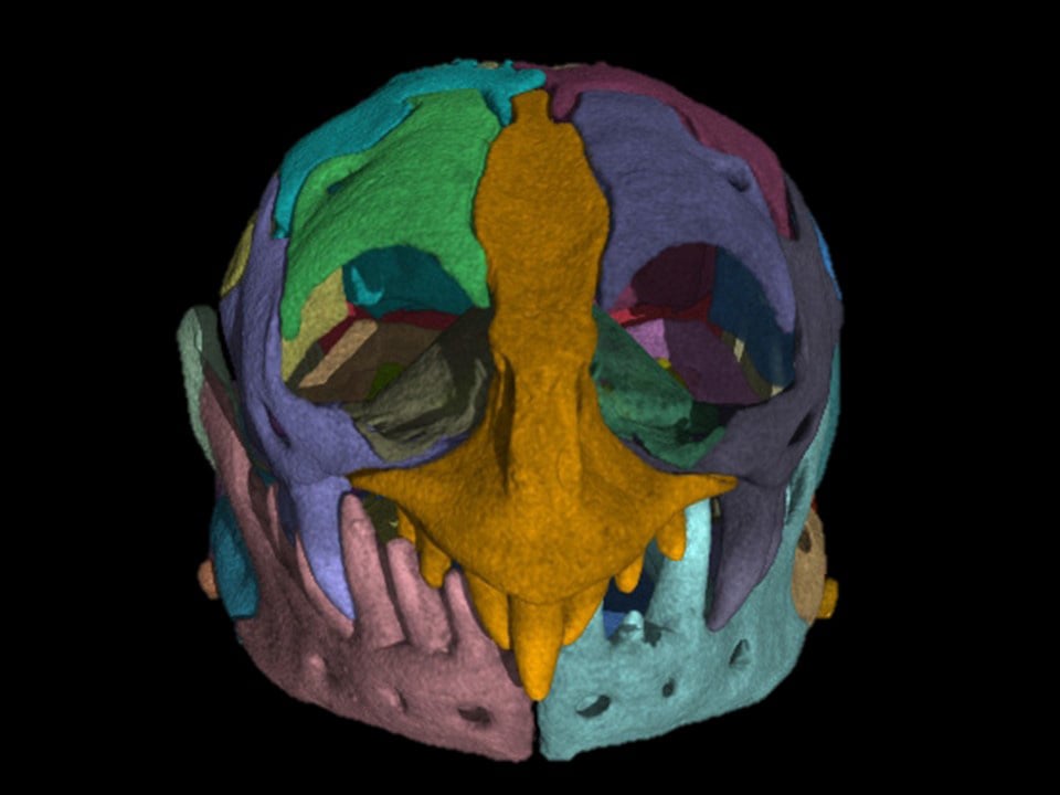 Separate-Sections-of-the-Skull-of-a-Zygaspis-quadrifron-CT-Scan.jpg