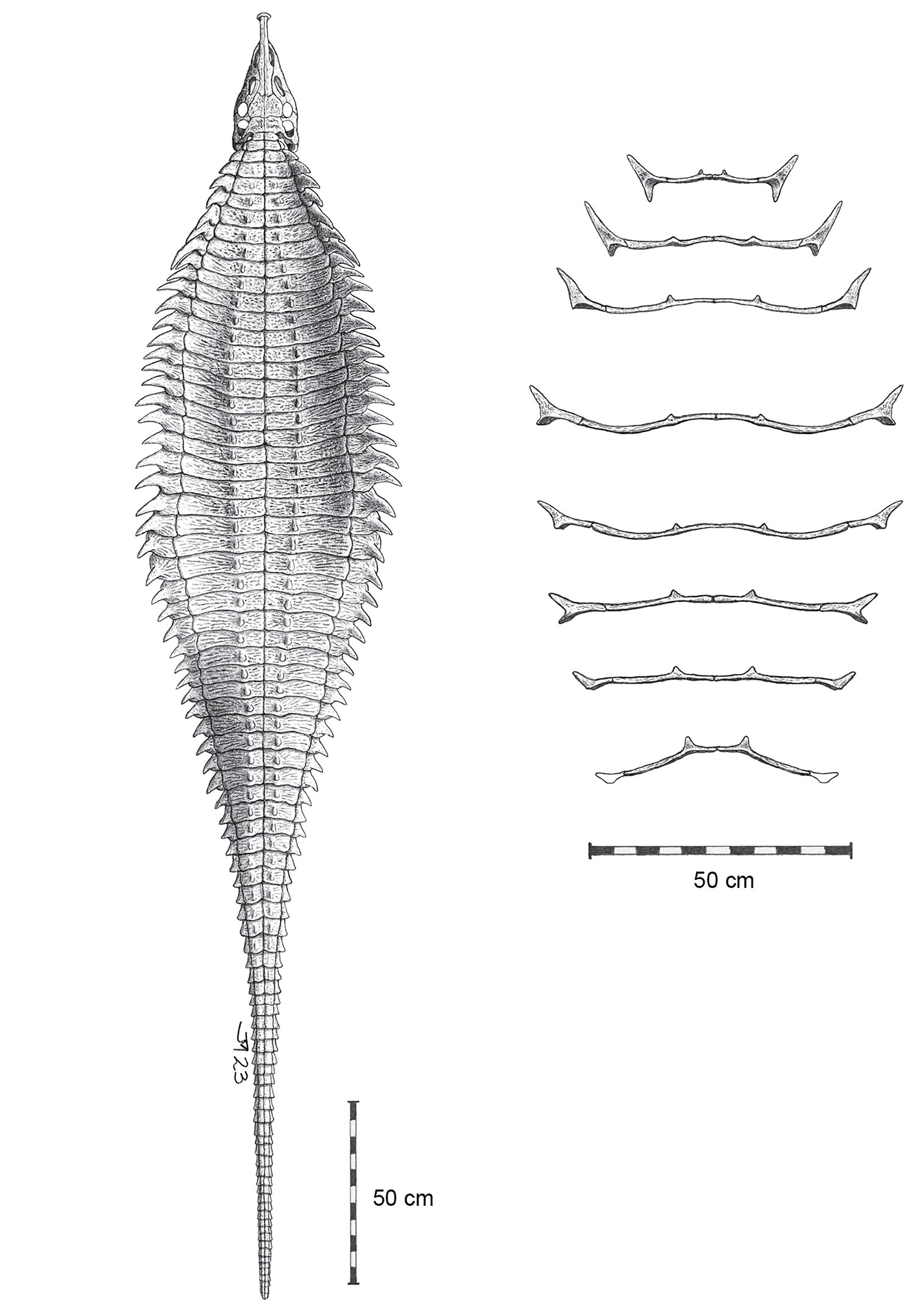 Garzapelta-Carapace-Reconstruction.jpg