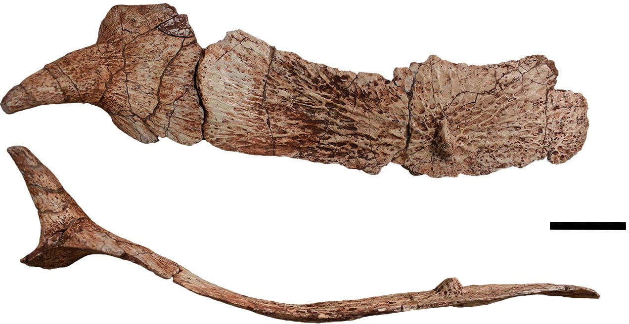 Garzapelta-muelleri-Osteoderms.jpg