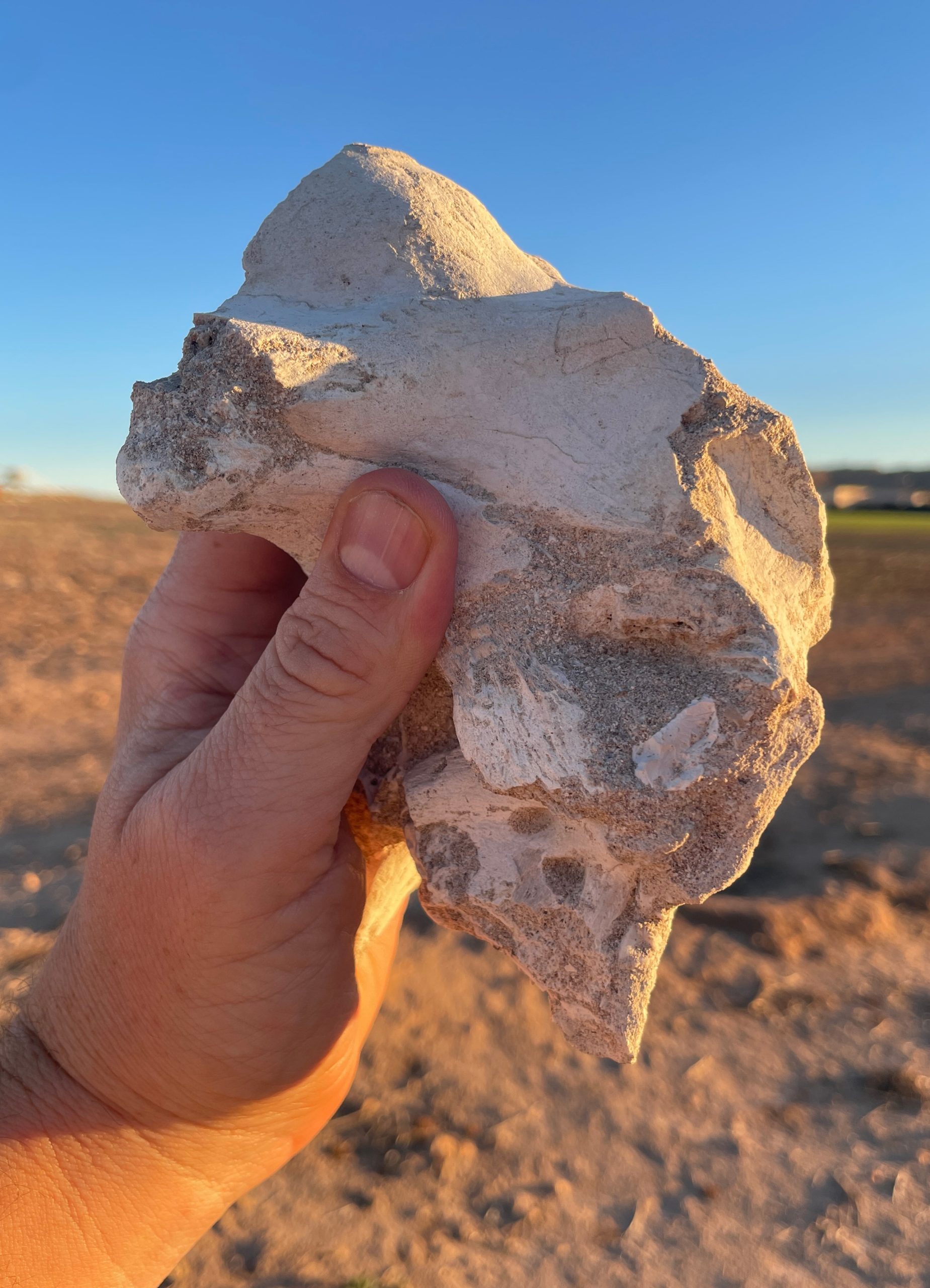 Duckbill-Braincase-Fossil-scaled.jpg