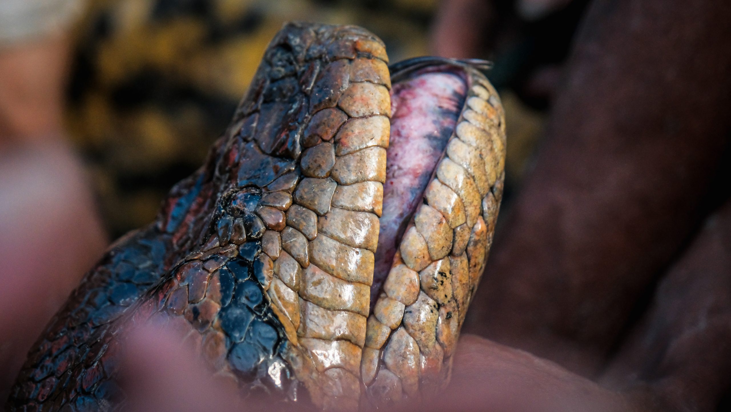 Eunectes-akayima-Head-scaled.jpg