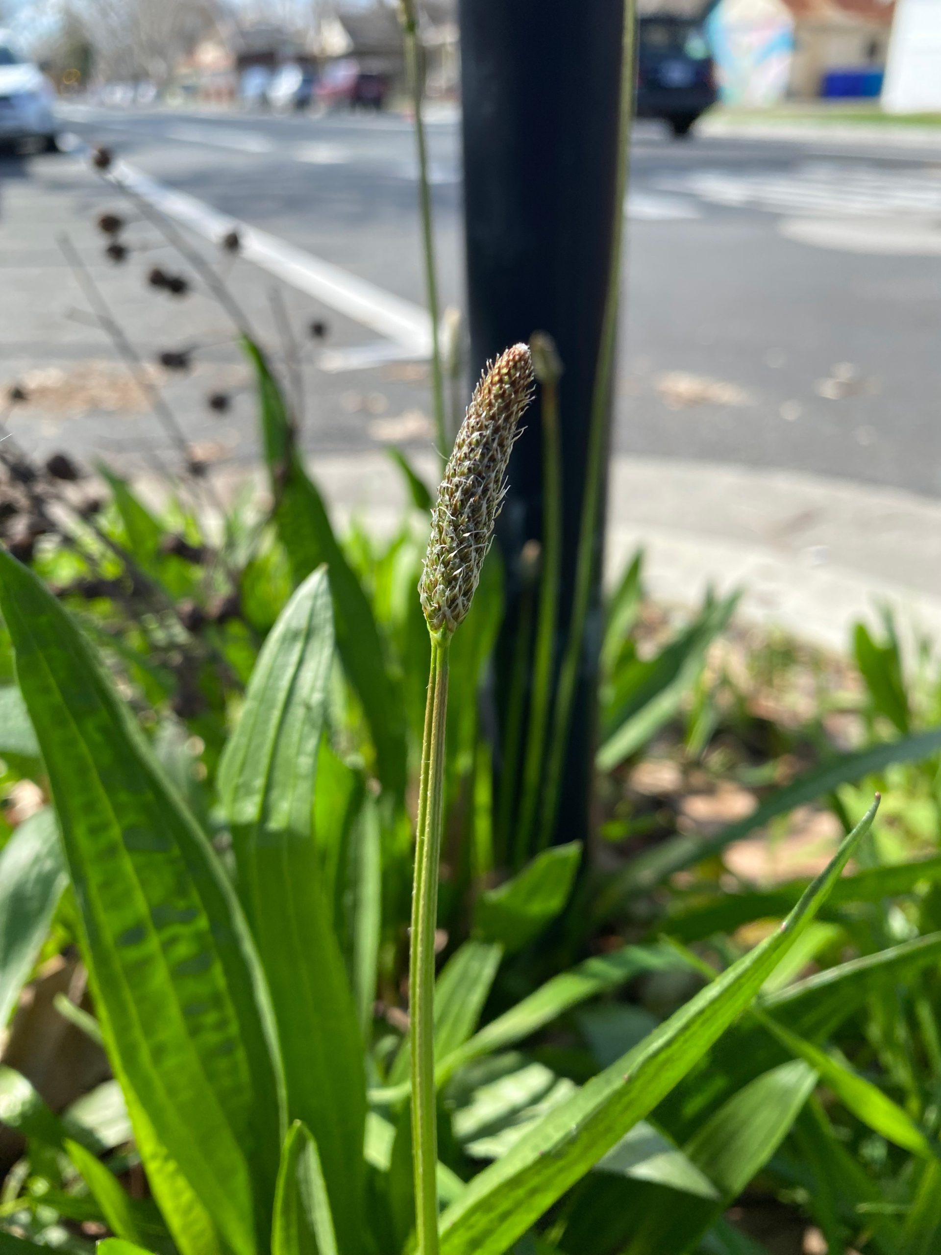 Ribwort-Plantain-Growing-on-a-Neighborhood-Street-Corner-scaled_jpg_92.jpg