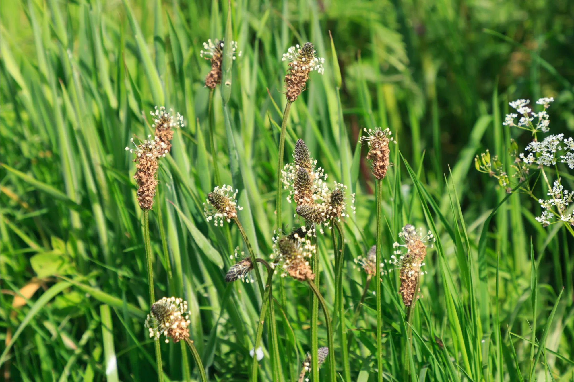 Ribwort-Plantain_jpg_92.jpg