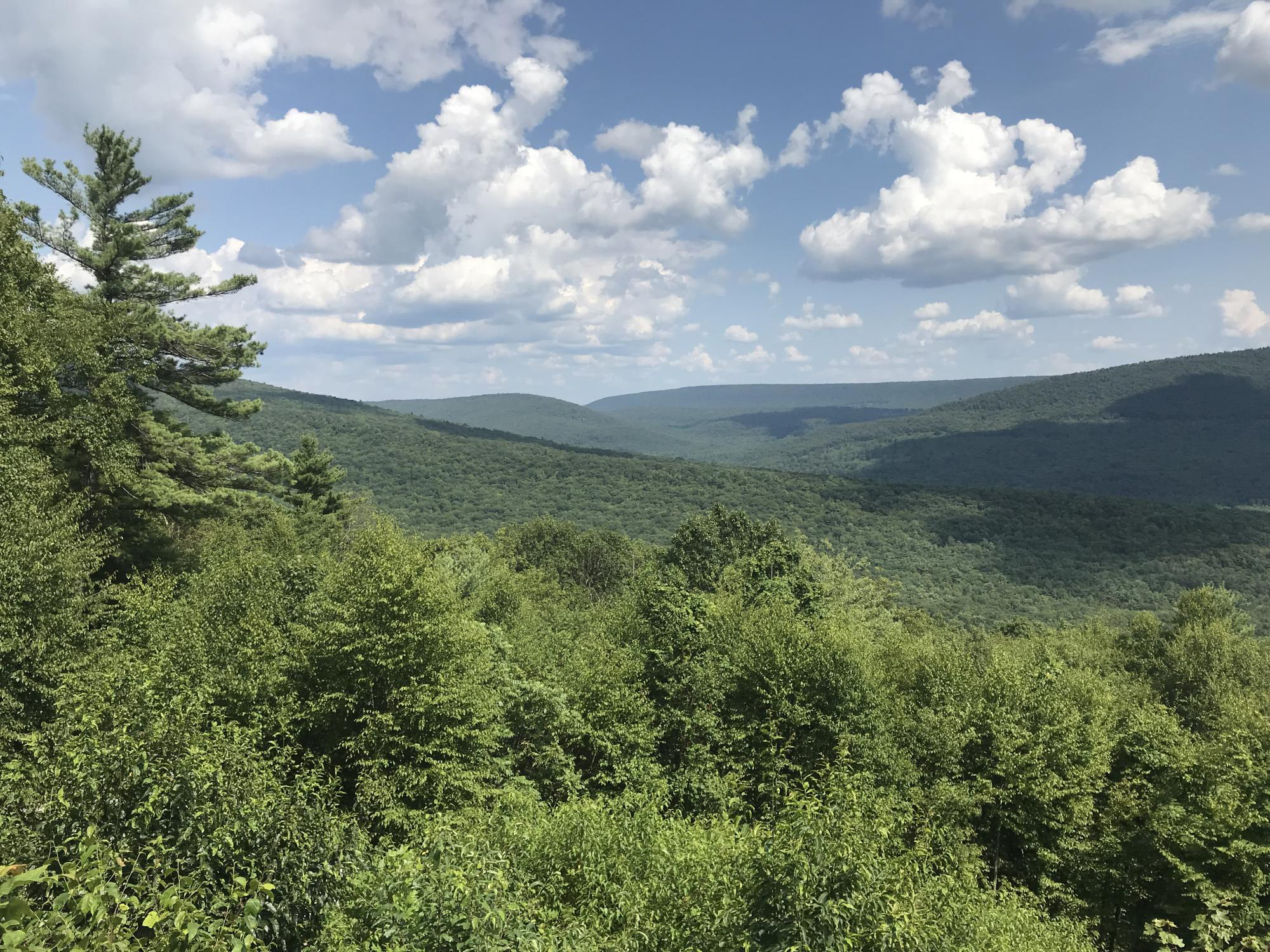 Trees-on-the-Appalachian-Ridge.jpg