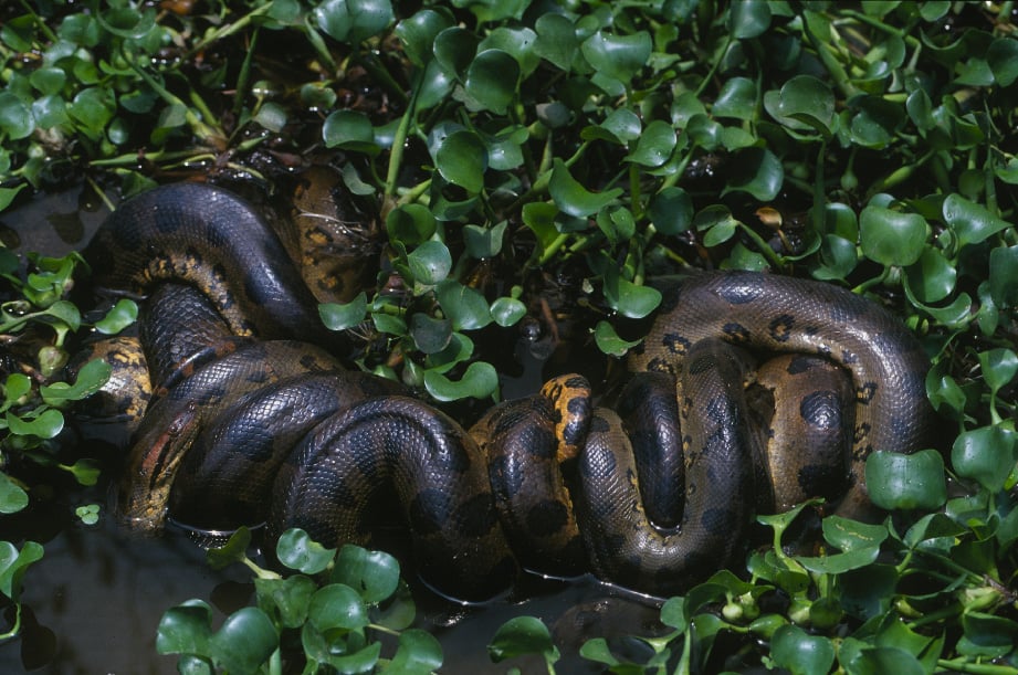Eunectes-akayima-Breeding-Ball.jpg