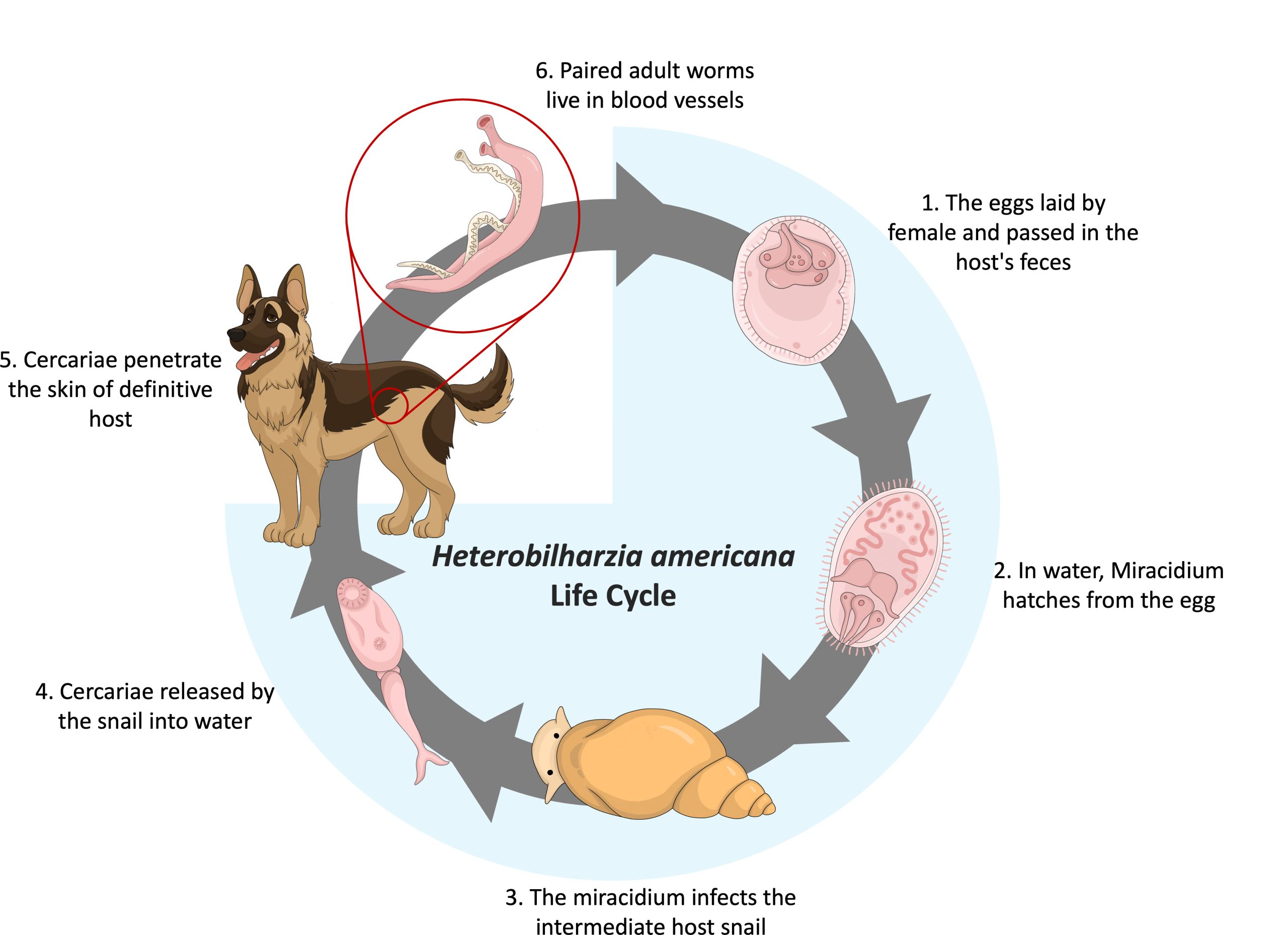H.-americanan-Life-Cycle-scaled.jpg