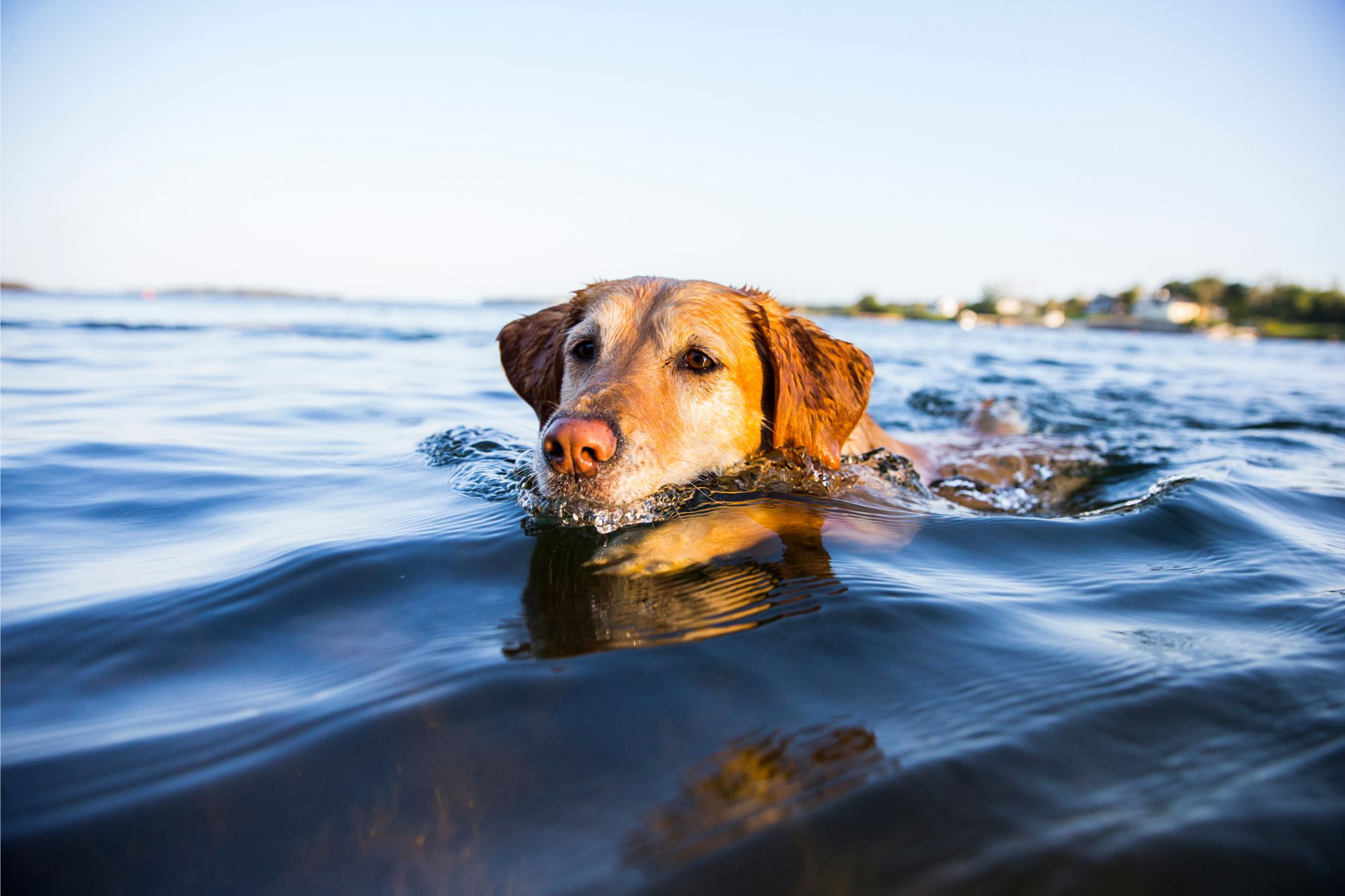 Dog-Swimming.jpg
