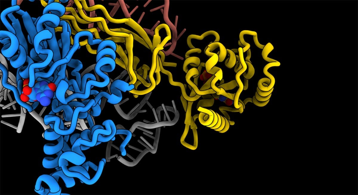 Detailed-3D-Model-Ribosome.jpg