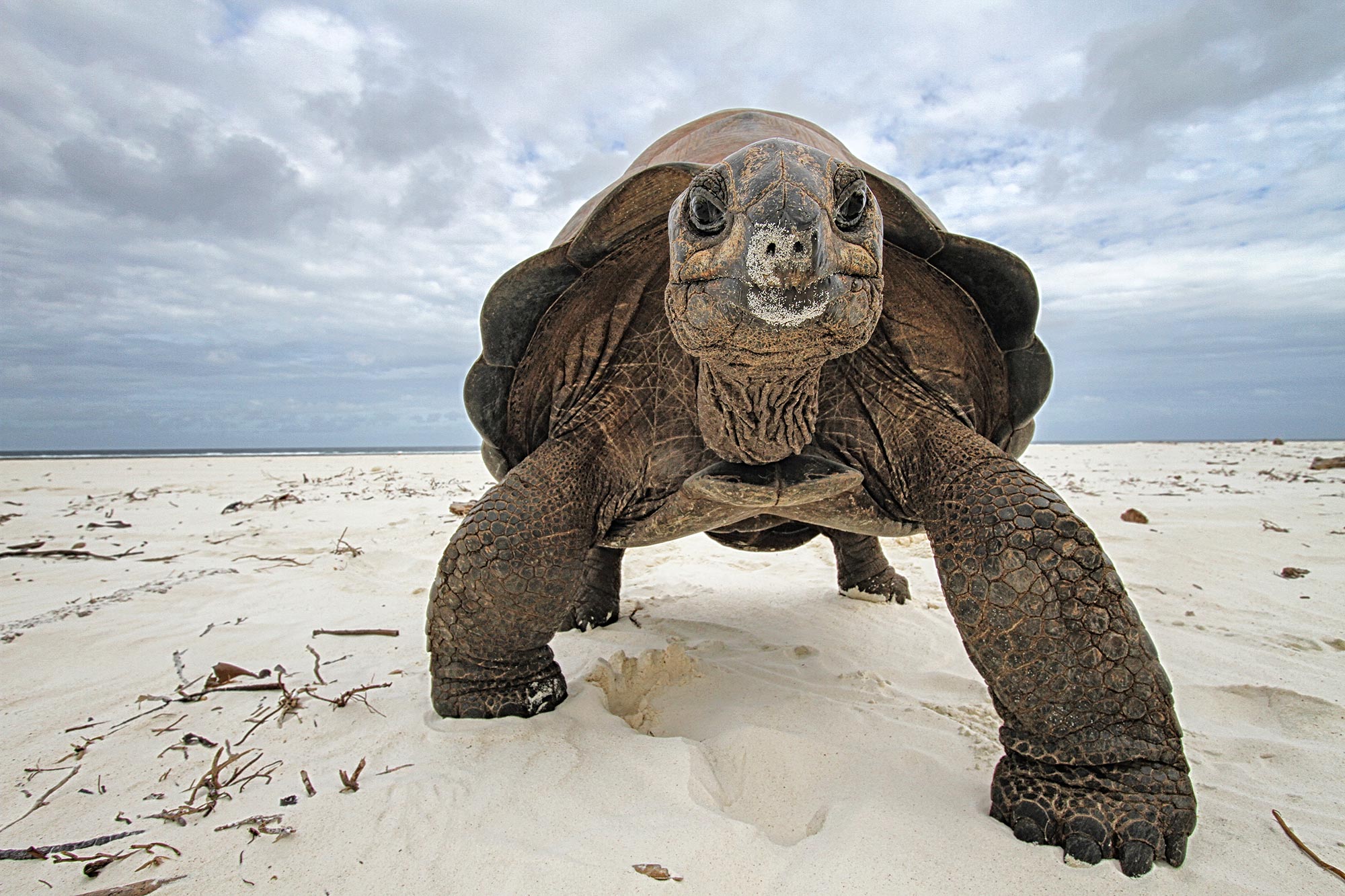 Aldabra-Giant-Tortoise.jpg