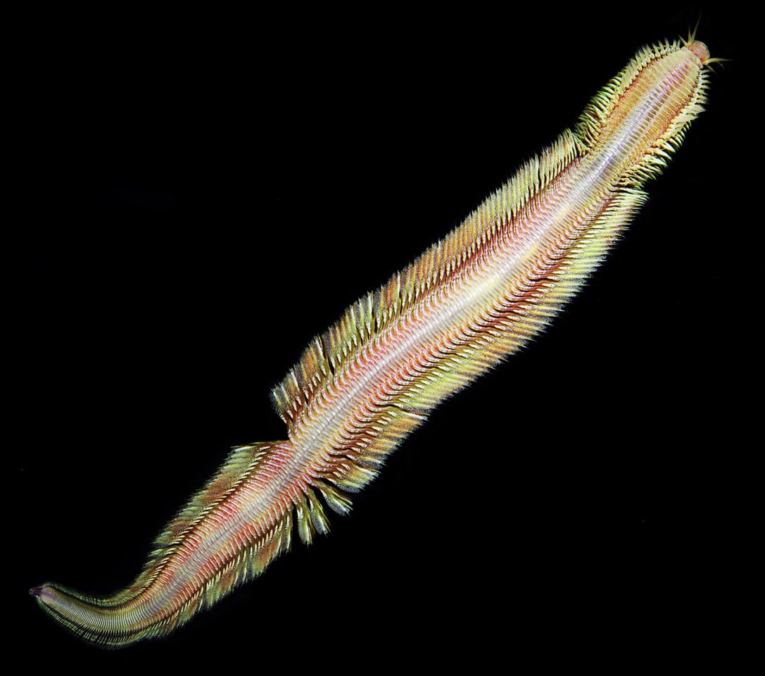 Pectinereis-strickrotti.jpg