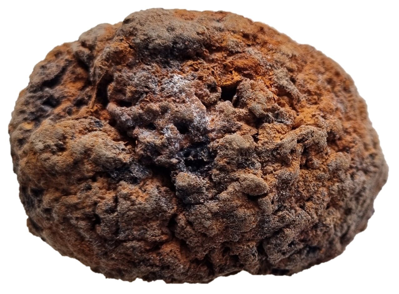 Shrunken-Brain-of-an-Individual-Buried-in-the-First-Baptist-Church-of-Philadelphia.jpg