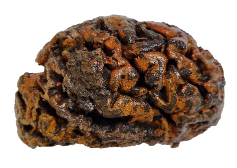 1000-Year-Old-Brain-of-an-Individual-Excavated-From-the-10th-Century-Churchyard-of-Sint-Maartenskerk.jpg