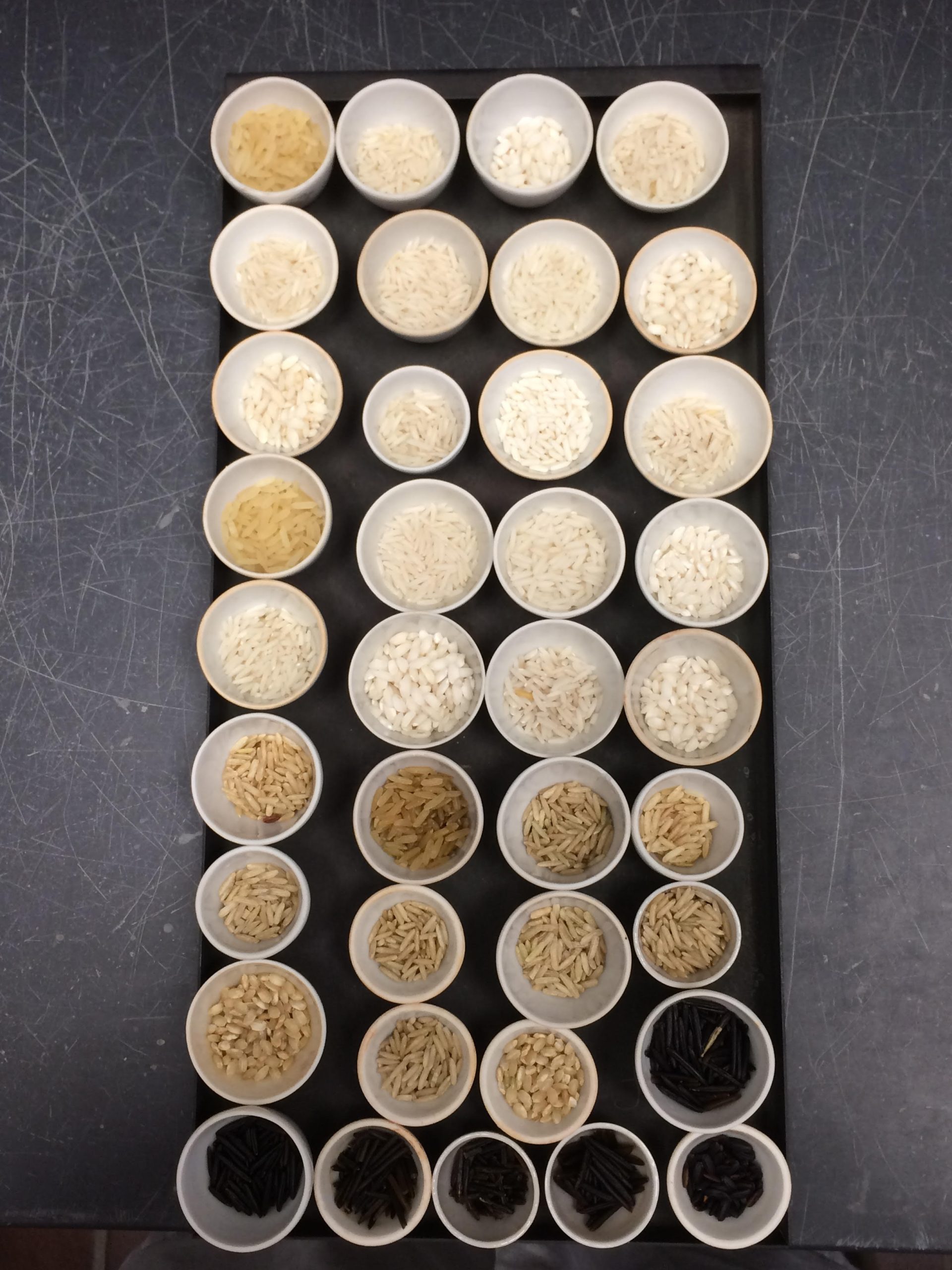 Rice-Arsenic-Experimental-Study-scaled.jpg