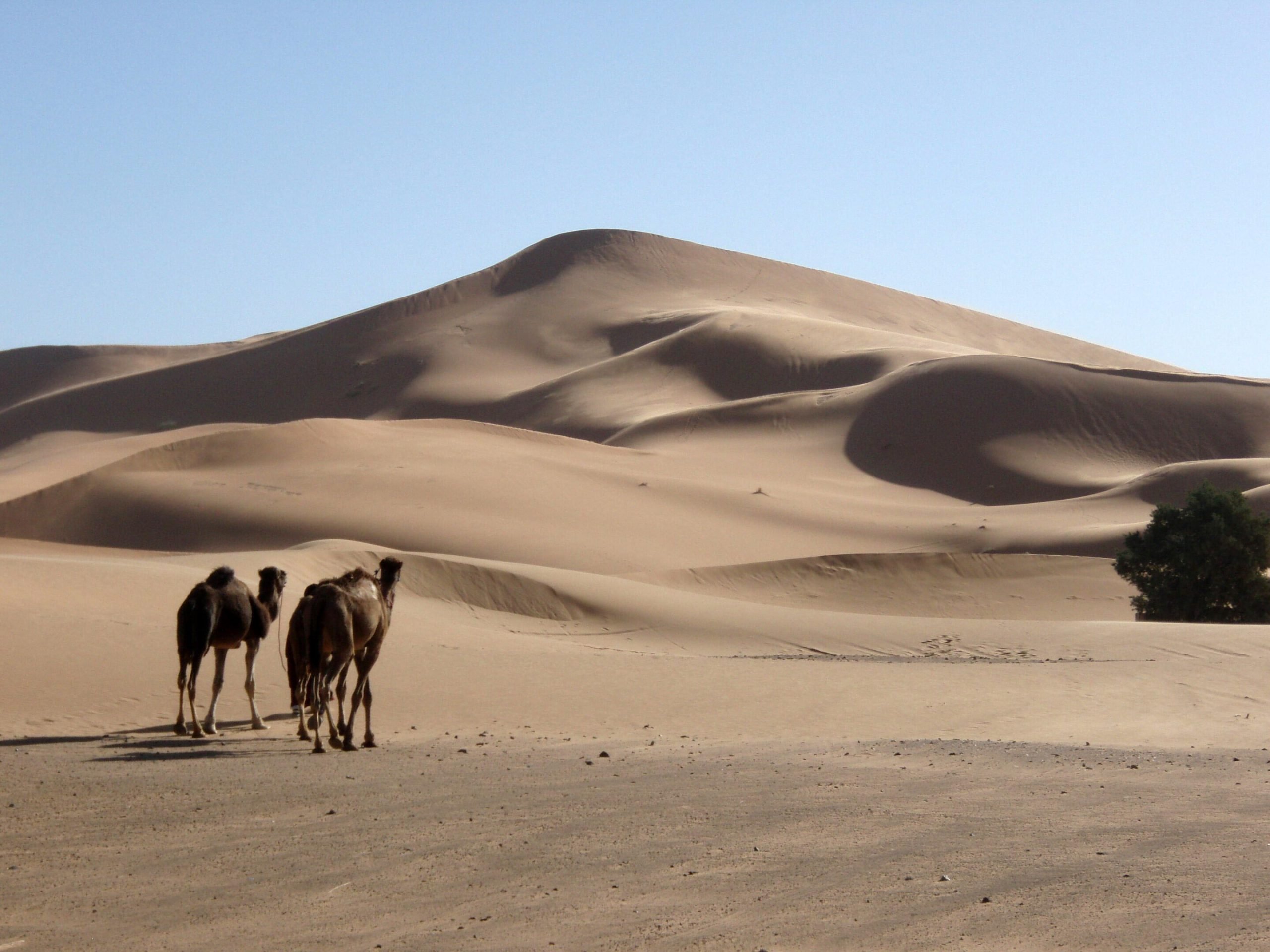 Lala-Lallia-Star-Dune-scaled(1).jpg