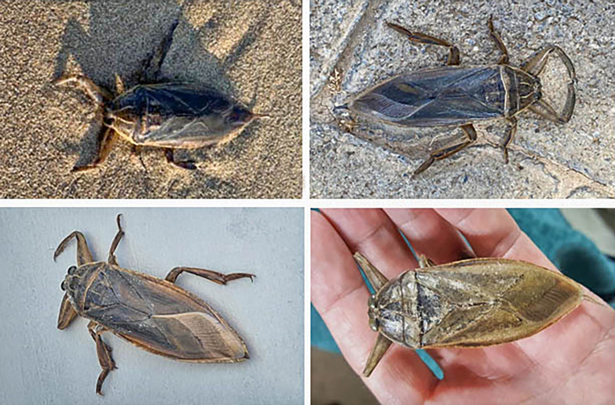 Giant-Water-Bugs-Collage.jpg