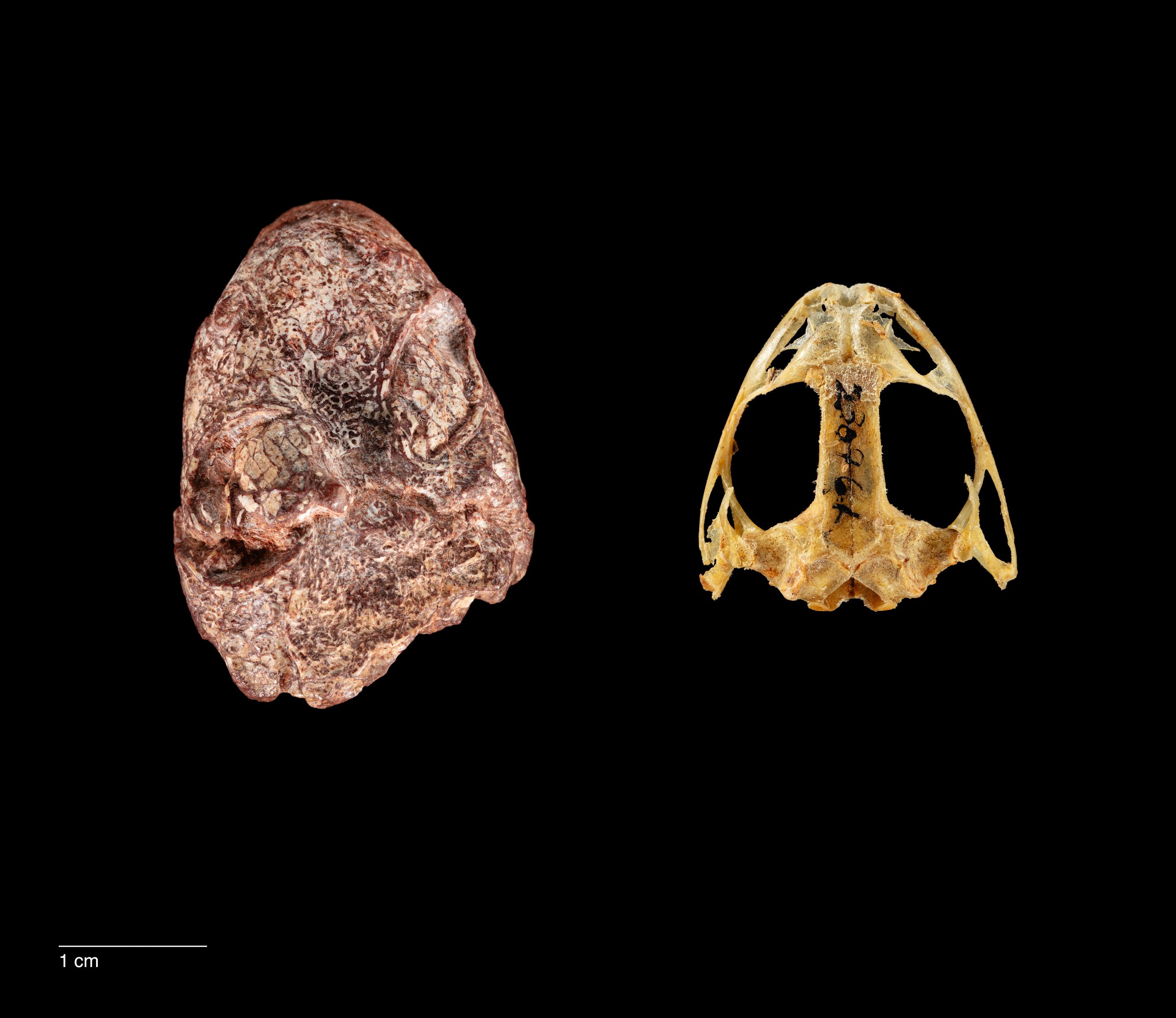 Fossil-Skull-of-Kermitops-Alongside-a-Modern-Frog-Skull-scaled.jpg