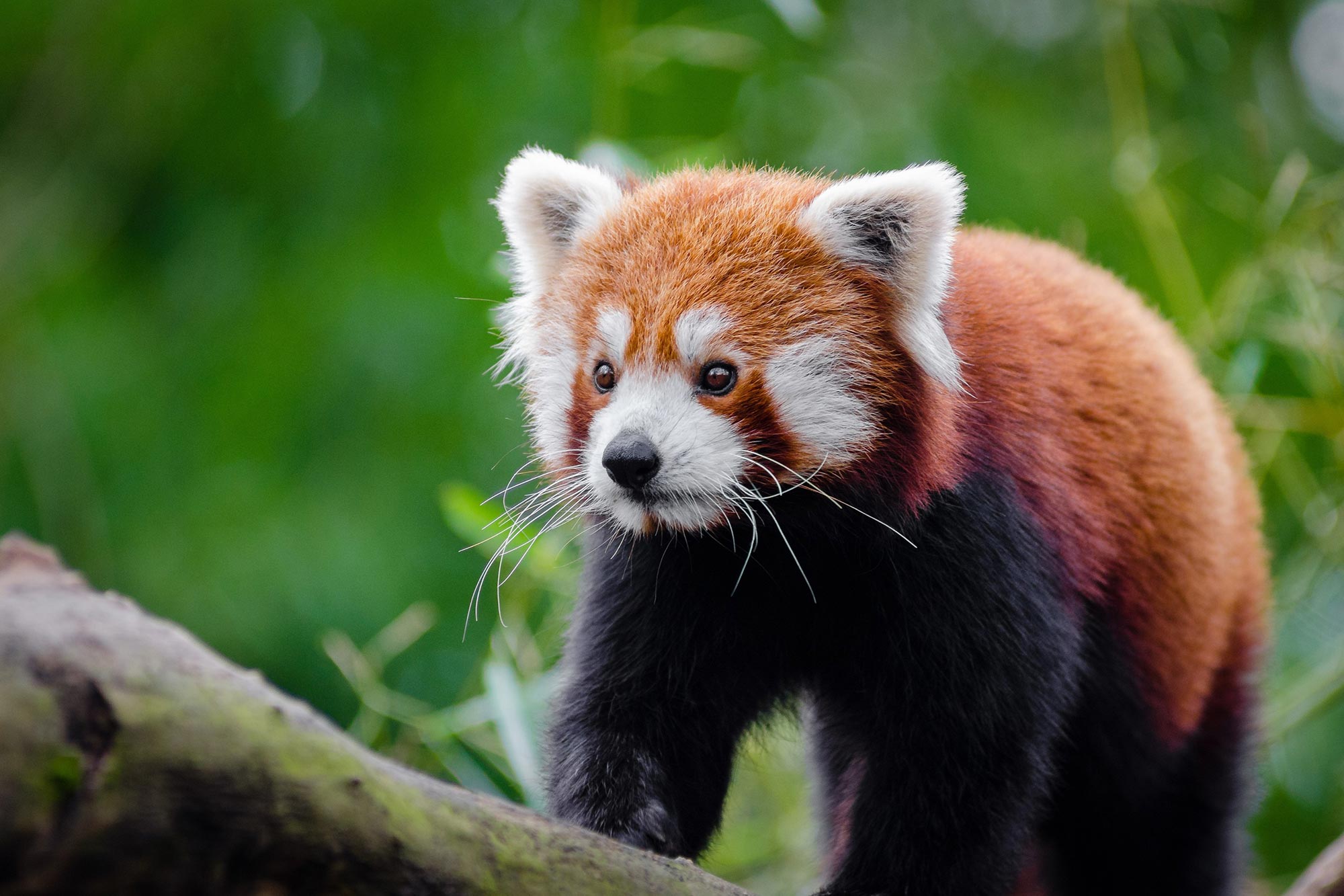 Red-Panda.jpg