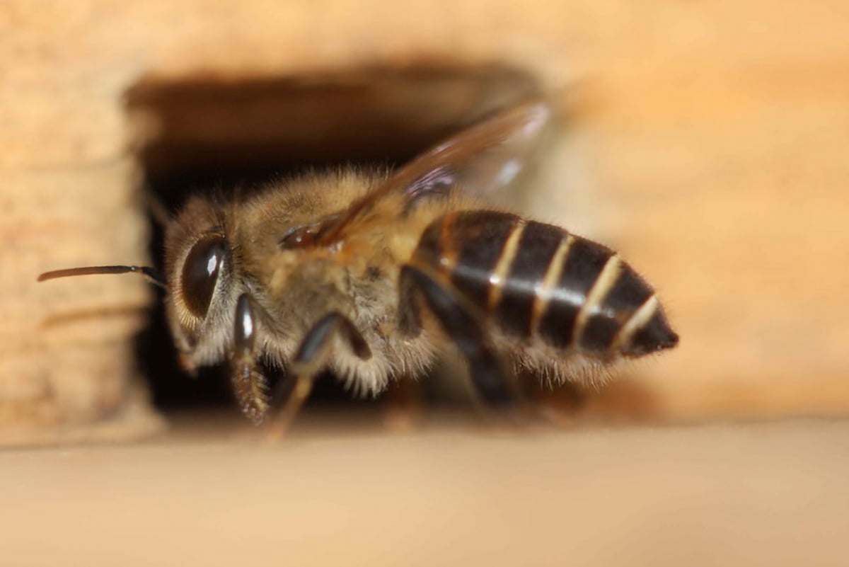 Asian-Honeybee.jpg