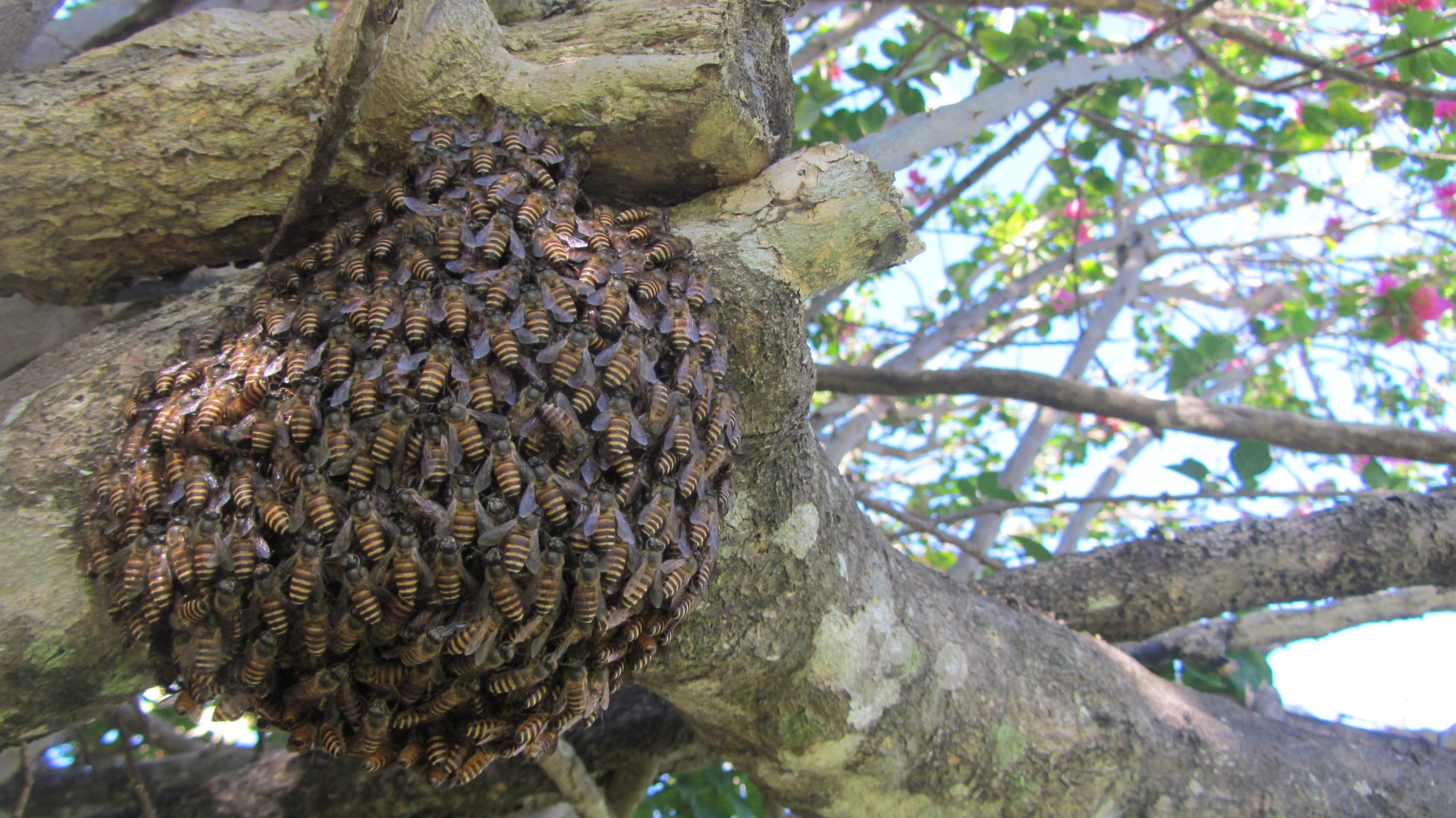 Asian-Honeybee-Swarm-in-Cairns-Queensland-scaled.jpg