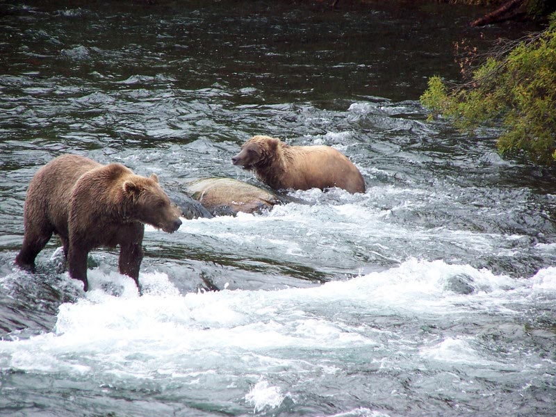 Brown-Bears.jpg