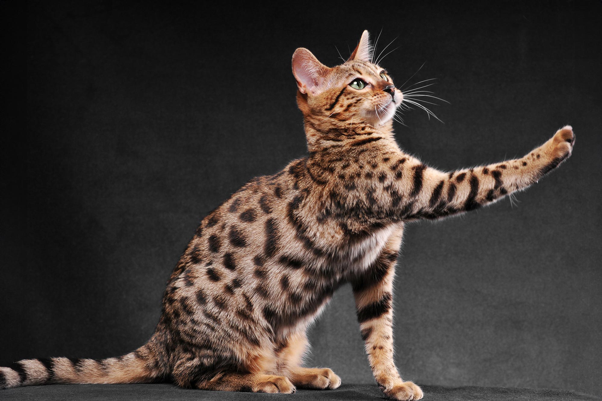 Bengal-Cat-Playing.jpg