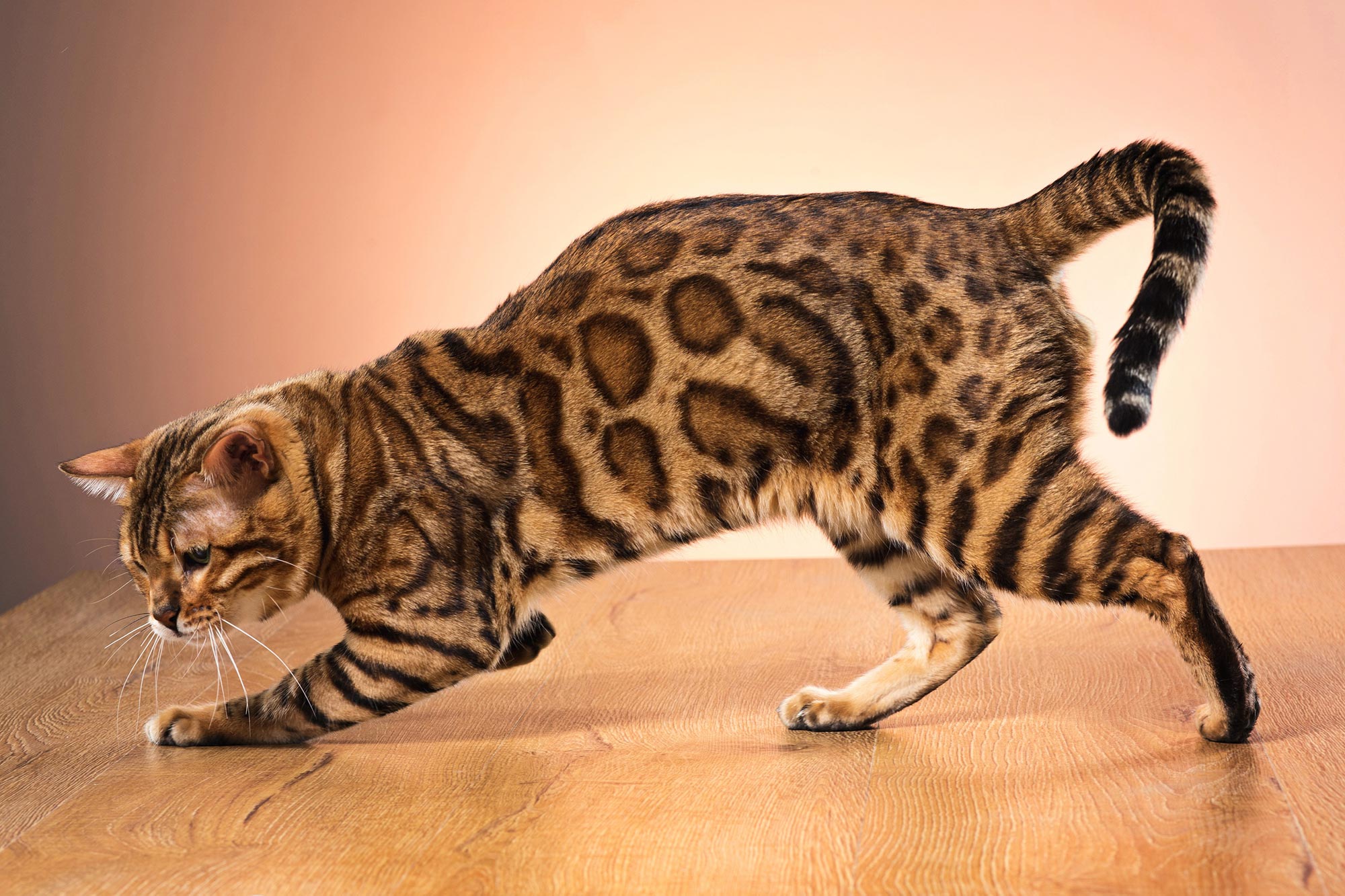 Gold-Bengal-Cat.jpg