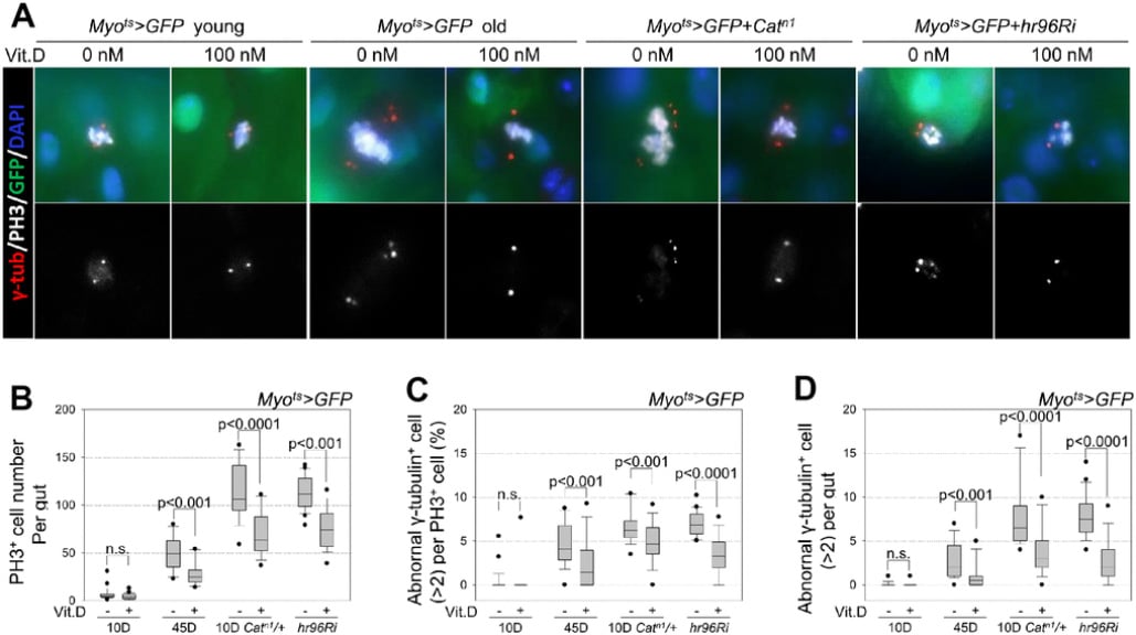 Inhibitory-Effect-of-VitD-on-Age-and-Oxidative-Stress-Related-Accumulation-of-Supernumerary-Centrosomes-in-Midgut-ISCs.jpg