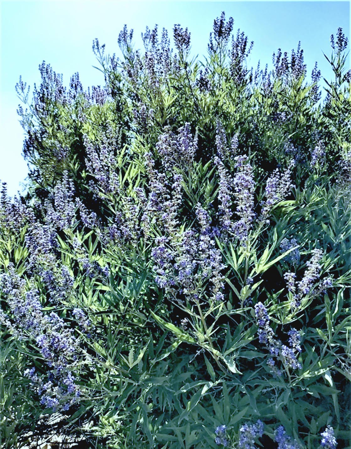 Flowering-Chaste-Tree.jpg