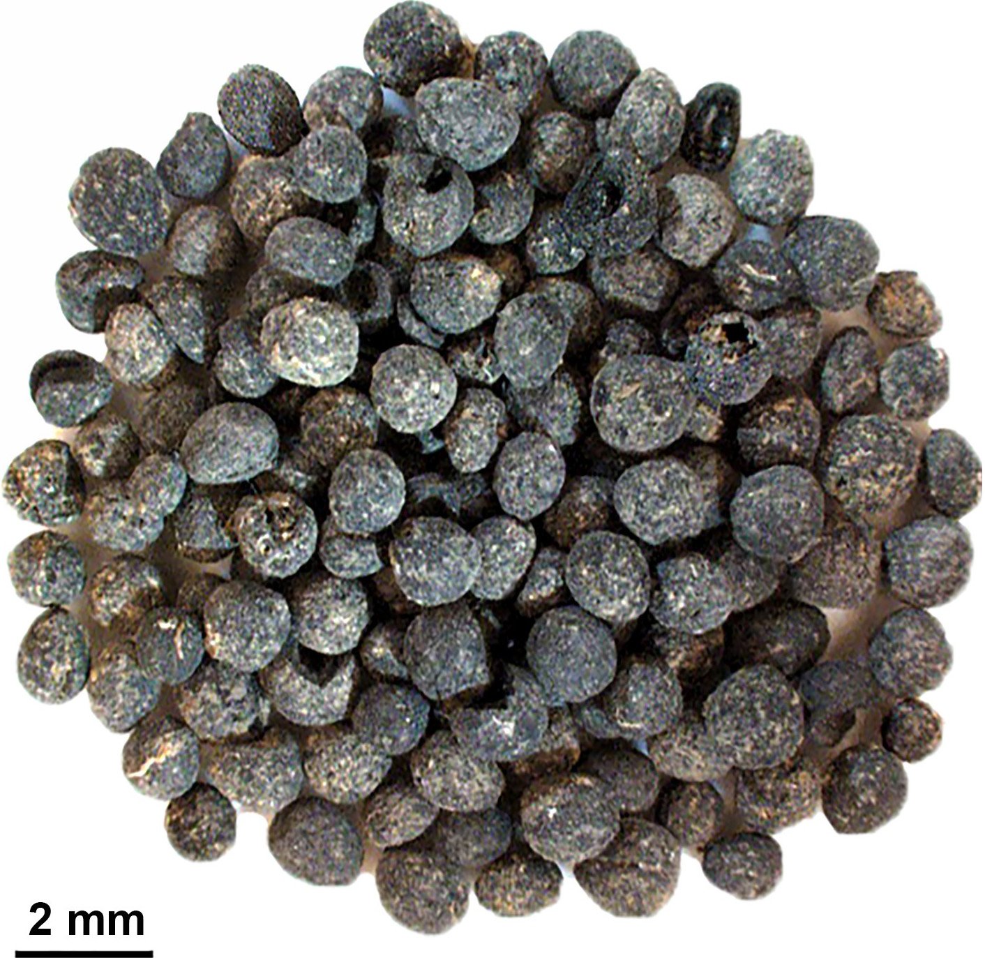 Chaste-Tree-Fruits.jpg
