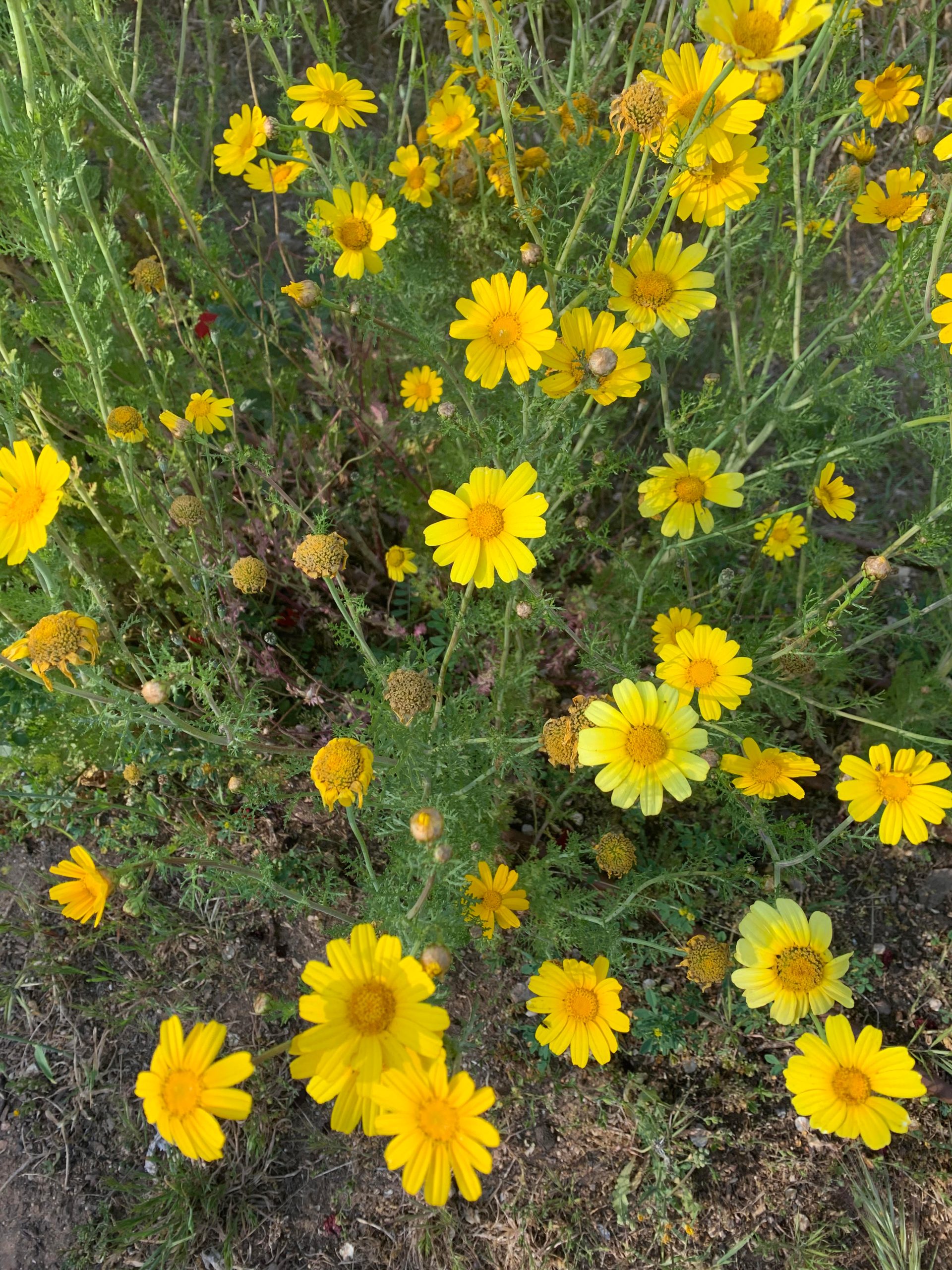 Flowering-Crown-Daisy-scaled.jpg
