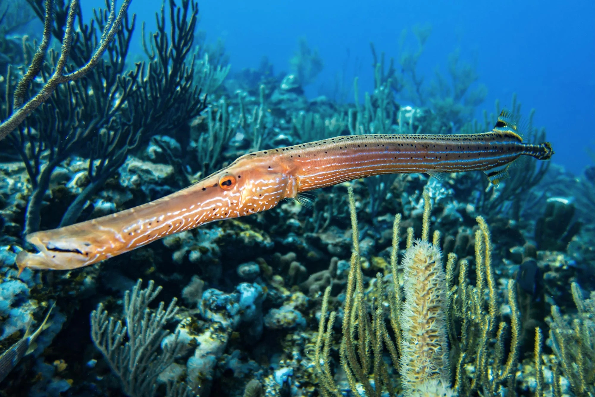 Trumpetfish_jpg_92.jpg