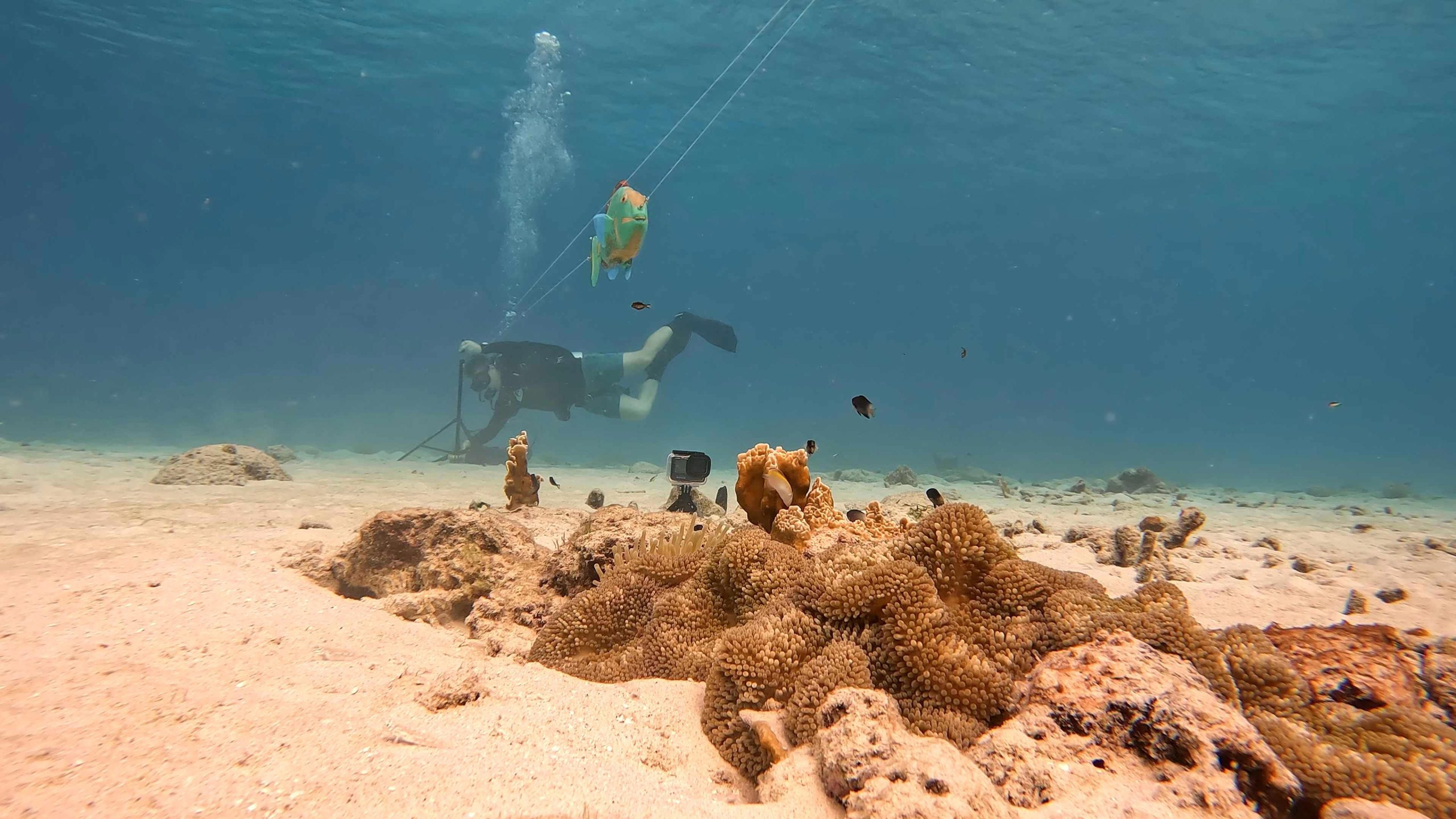 Researchers-Dive-Caribbean-Coral-Reef-scaled_jpg_92.jpg